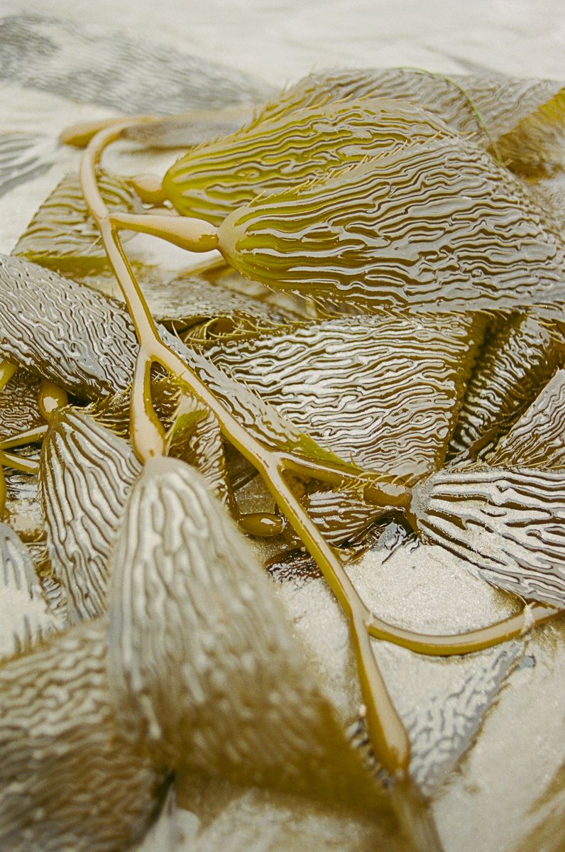 Close-up macro photograph of golden kelp patterns on wet sand.