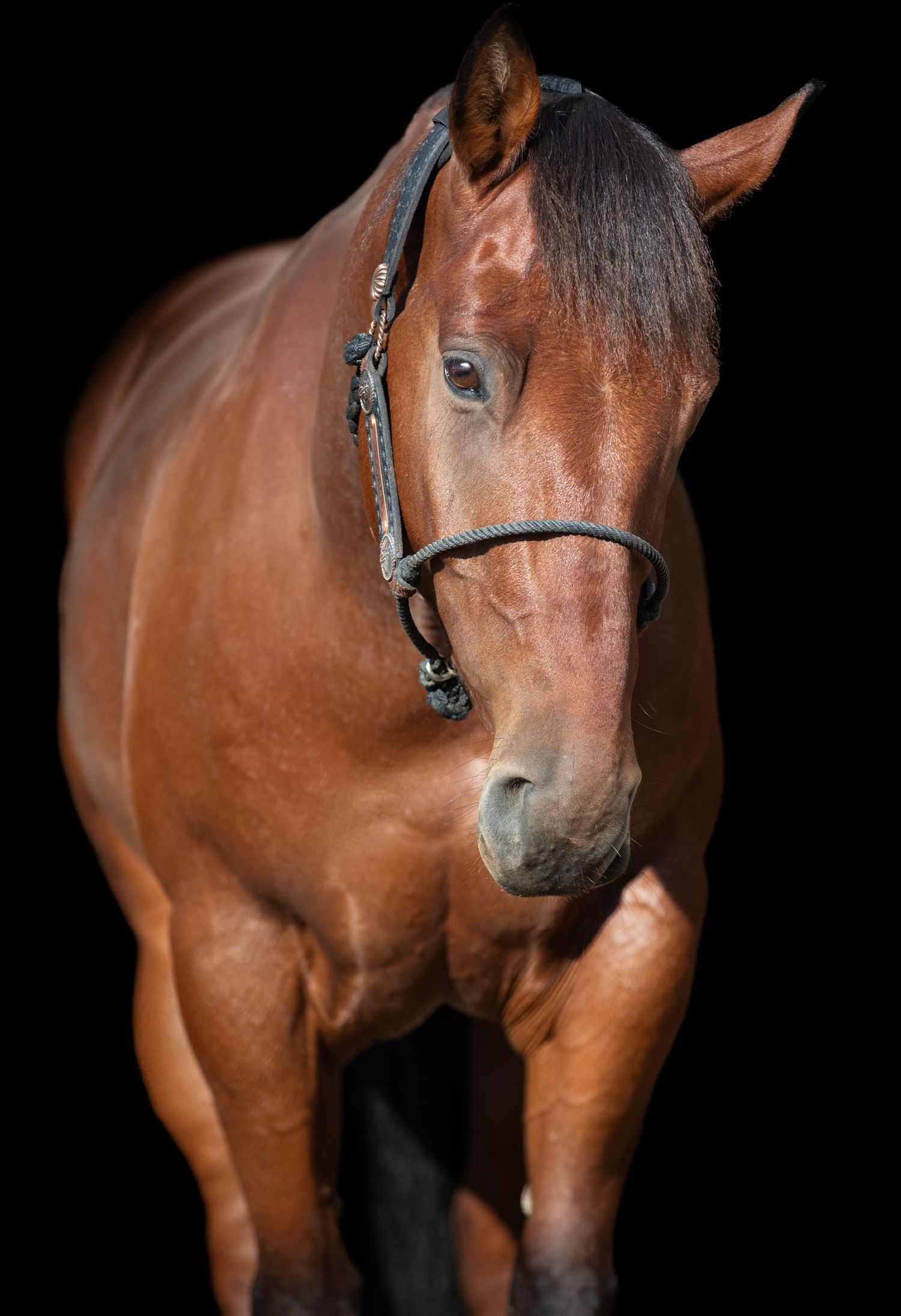 Close-up portrait of a chestnut horse with leather bridle against black backdrop.