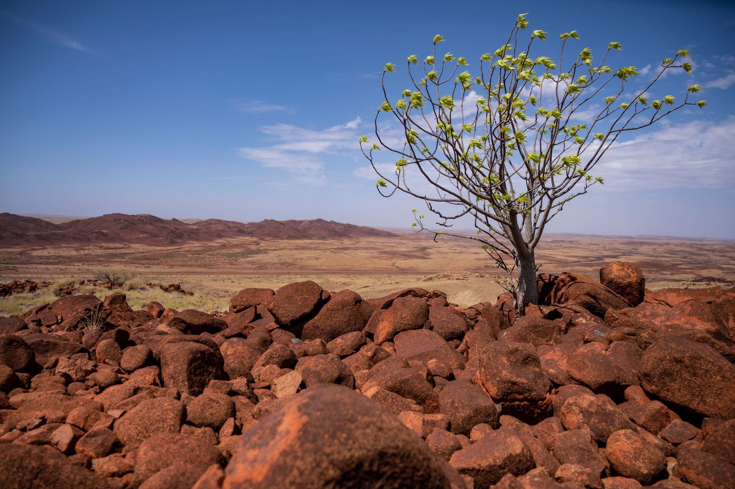Panoramic view of red rocky outcrops in an arid desert landscape under bright blue skies.