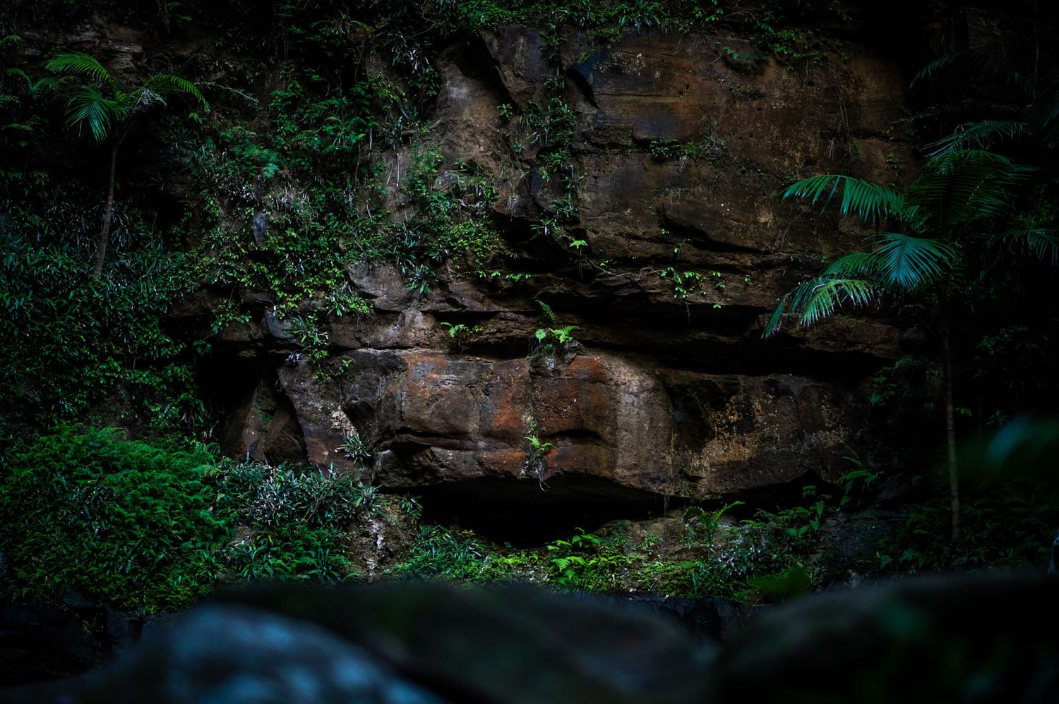 Dark rocky cave entrance surrounded by dense forest vegetation.