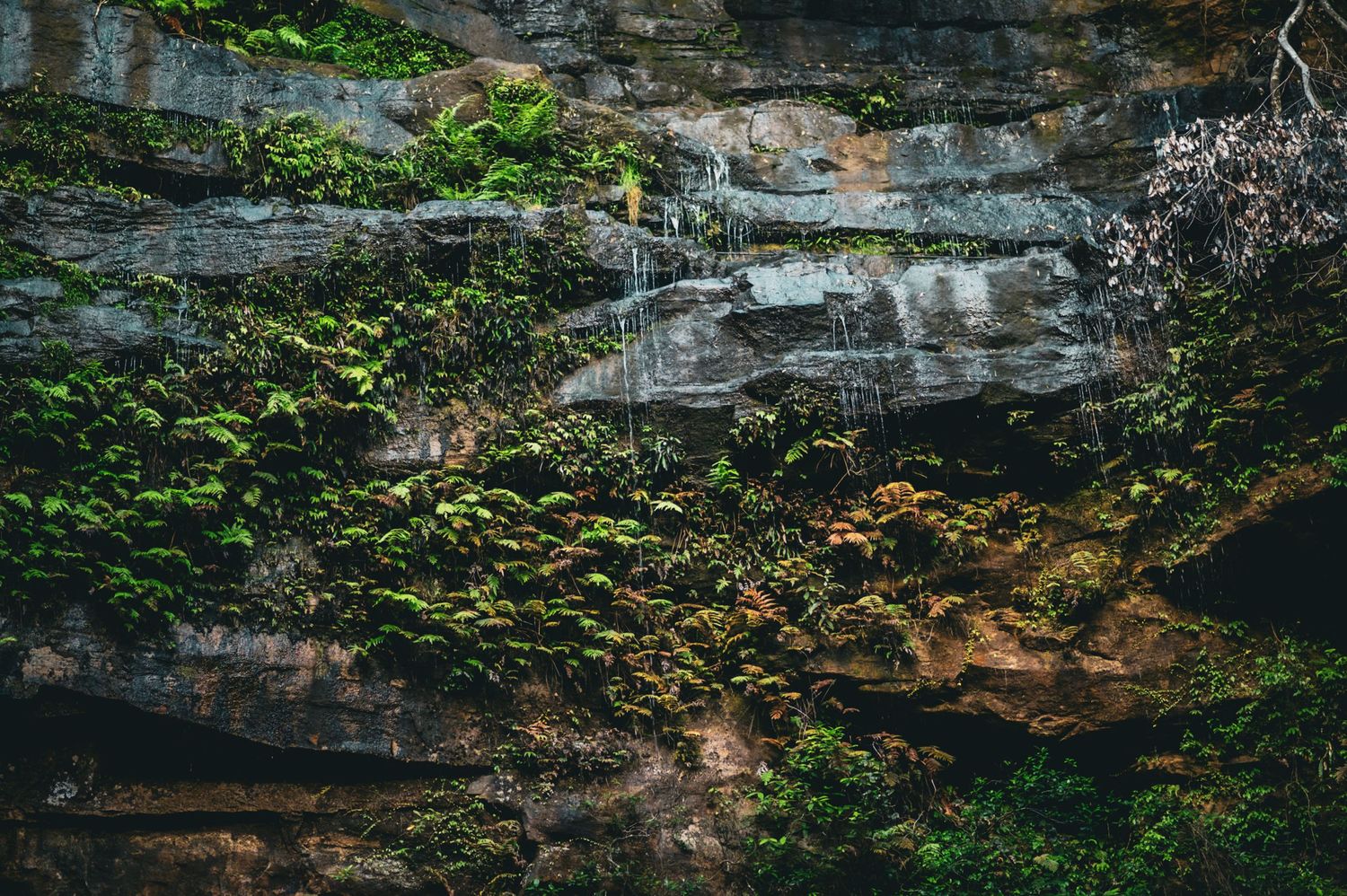 Dramatic rock cliff face with lush green vegetation growing along the edges in natural sunlight.