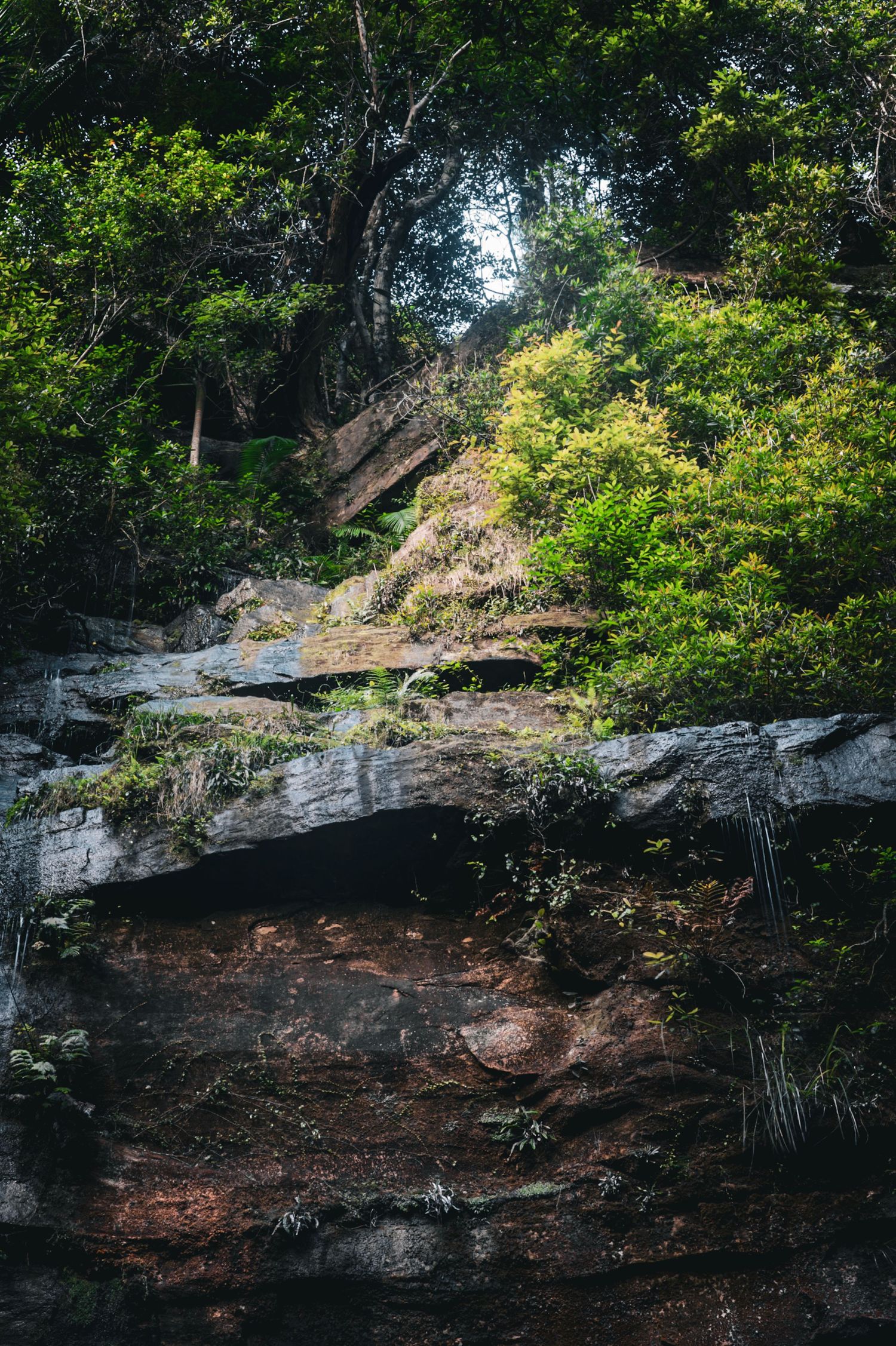 Rocky cliff wall covered in moss and vegetation in a forest setting.