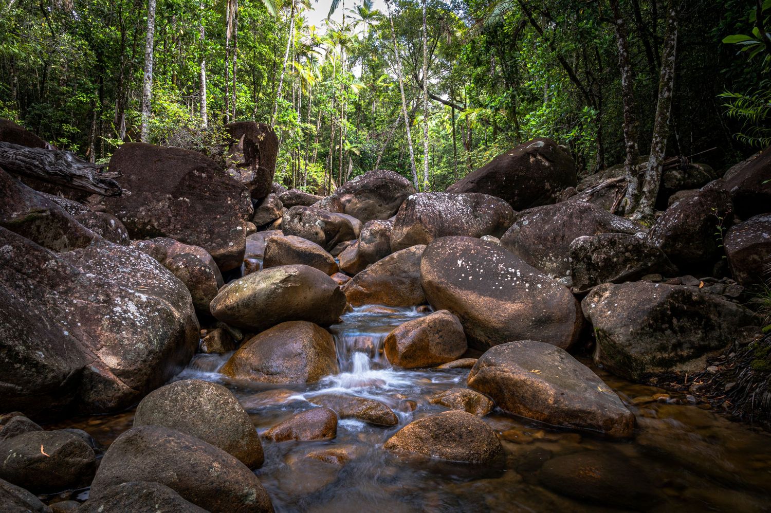 Crystal clear stream flowing through mossy rocks in a lush rainforest setting.