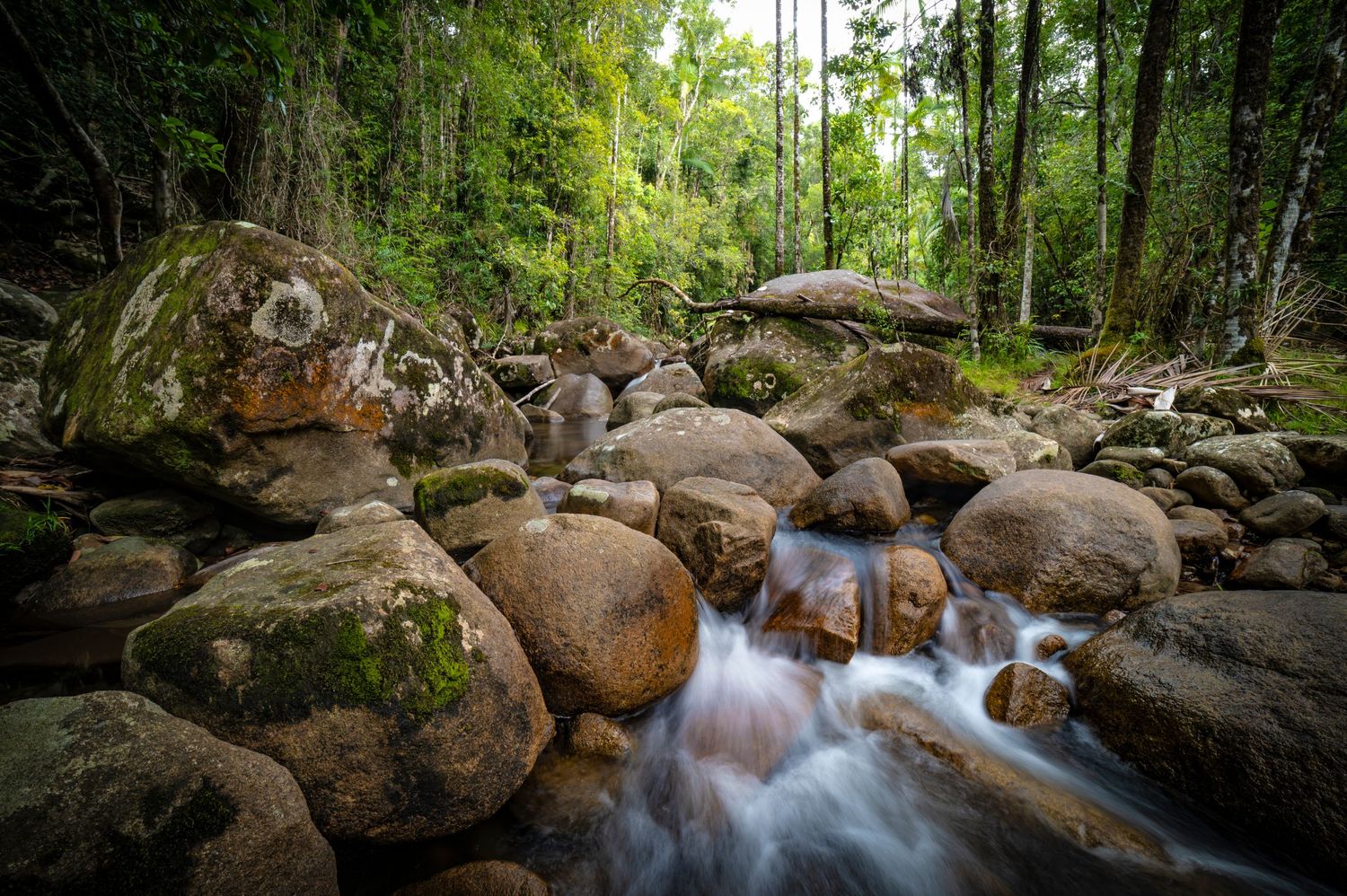 Cascading water flowing over rocky stream bed surrounded by dense green forest.