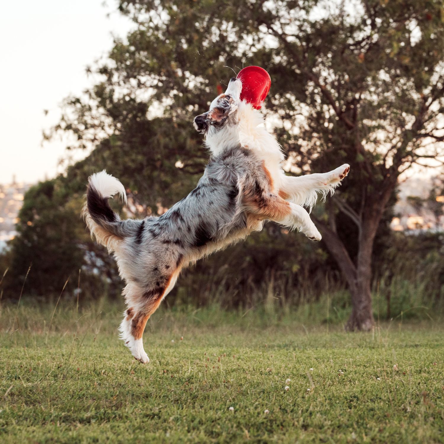 Australian Shepherd leaping in the air to catch a frisbee in Mosman, Sydney, during a playful dog photoshoot