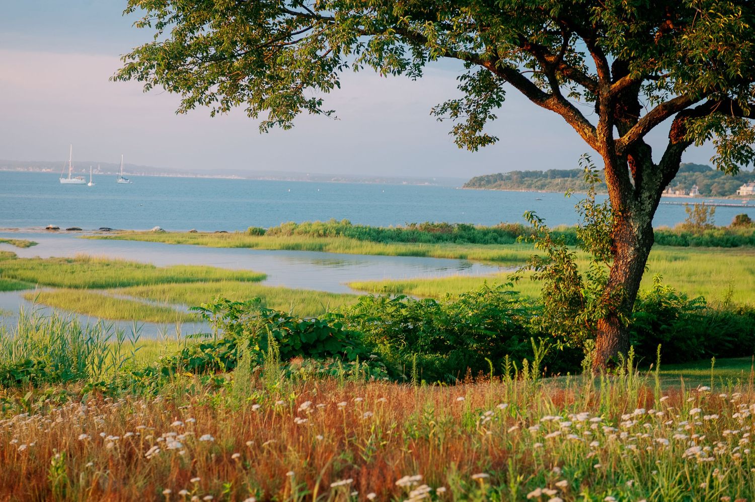 Panoramic coastal landscape with sailboats in the distance, tall grass and trees framing a tranquil marsh view.