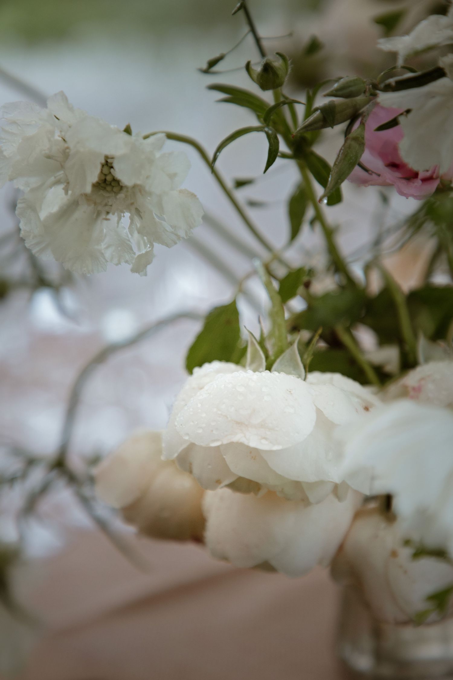 floral details white flower rose delicate photography detail beautiful
