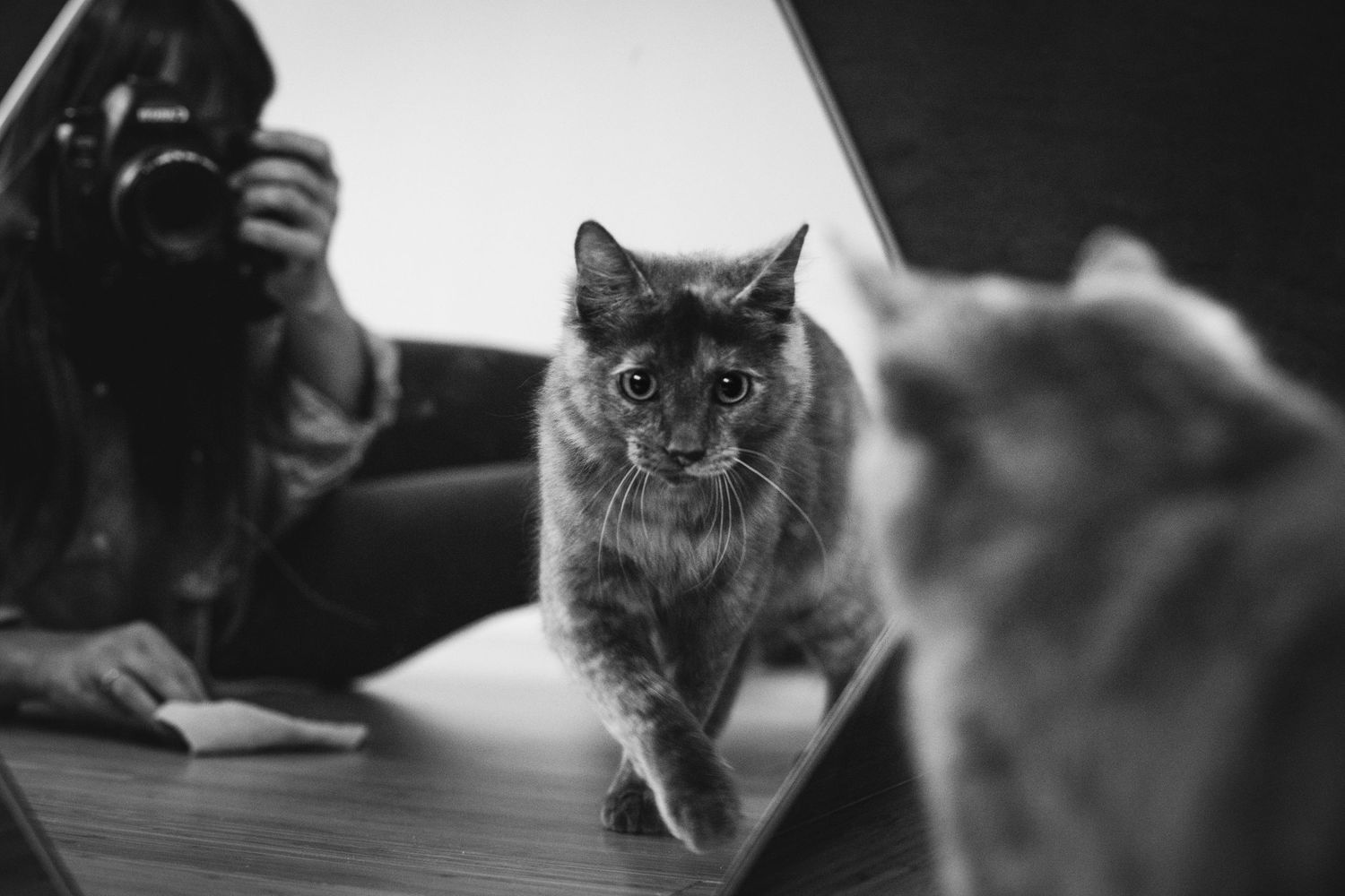 Black and white photo of gray cat walking across table with reflection visible.