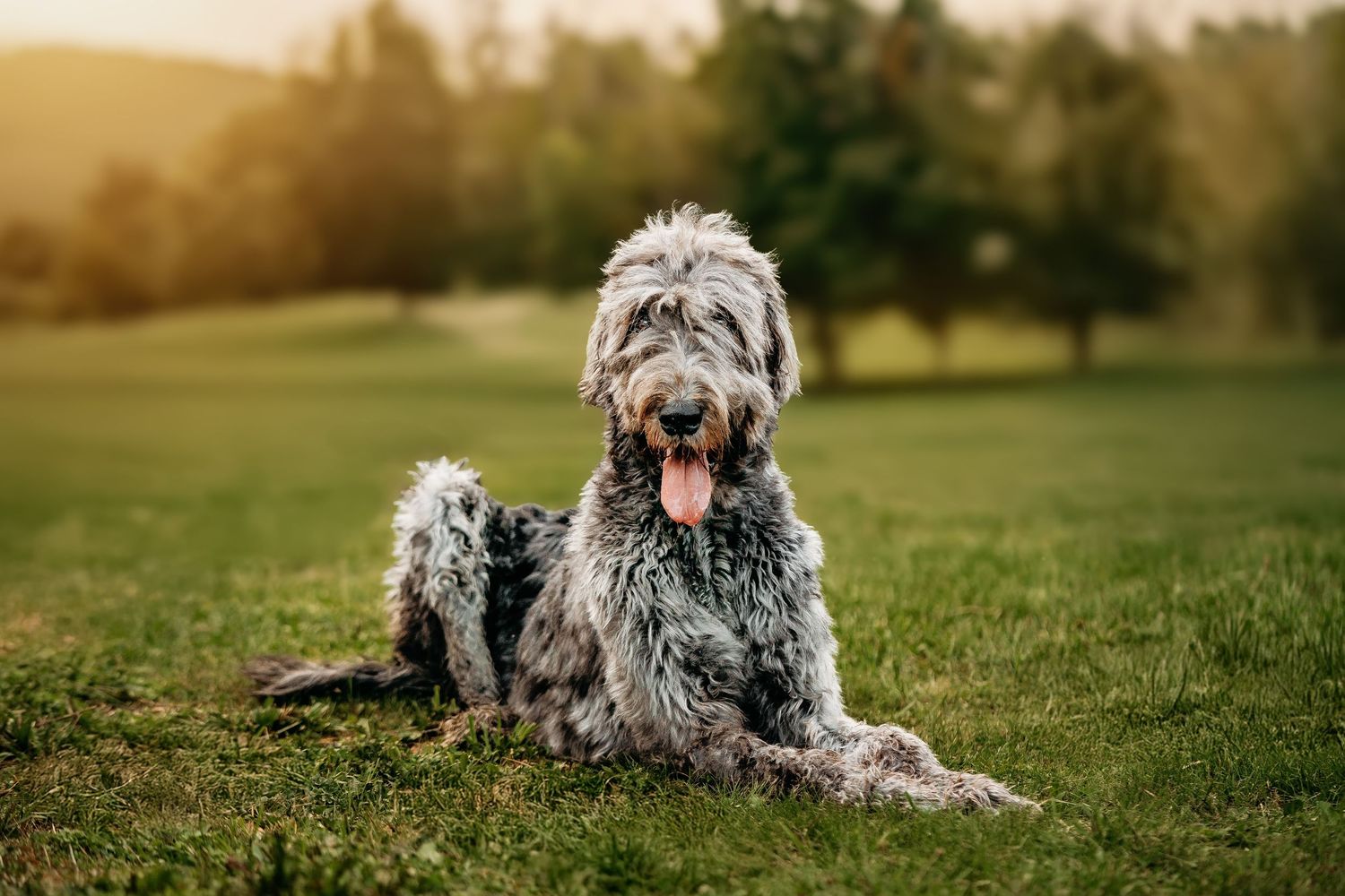 Irish Wolfhound relaxing on green grass during golden hour sunset.