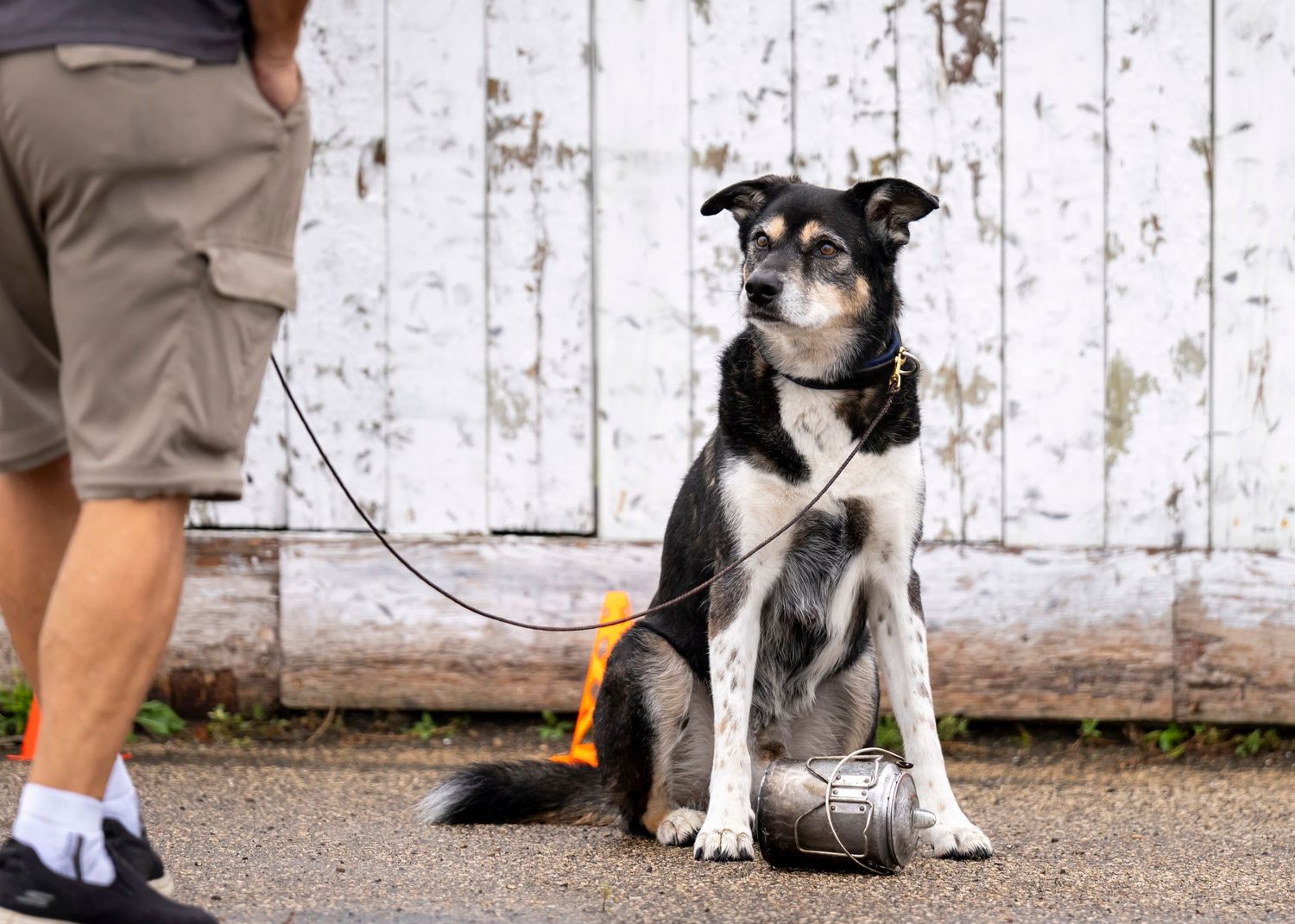 Professional event photography pricing menu featuring dog portraits and action shots with package options and sample images.