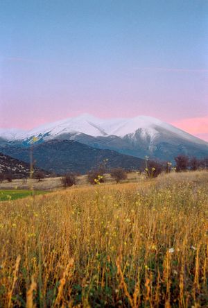 Golden field leading toward snow-covered mountain range under soft sunset sky.