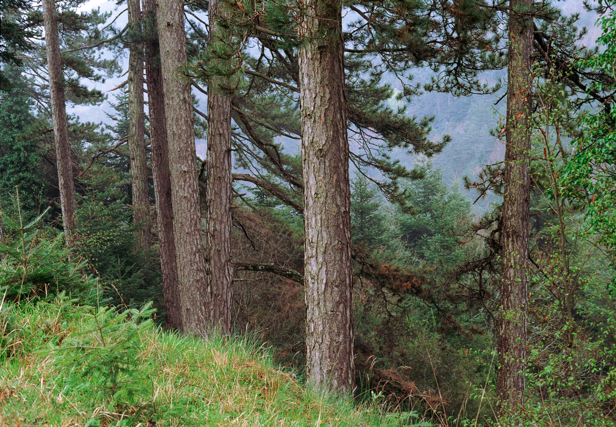 Mountain forest with tall pine trees and green hillside landscape.