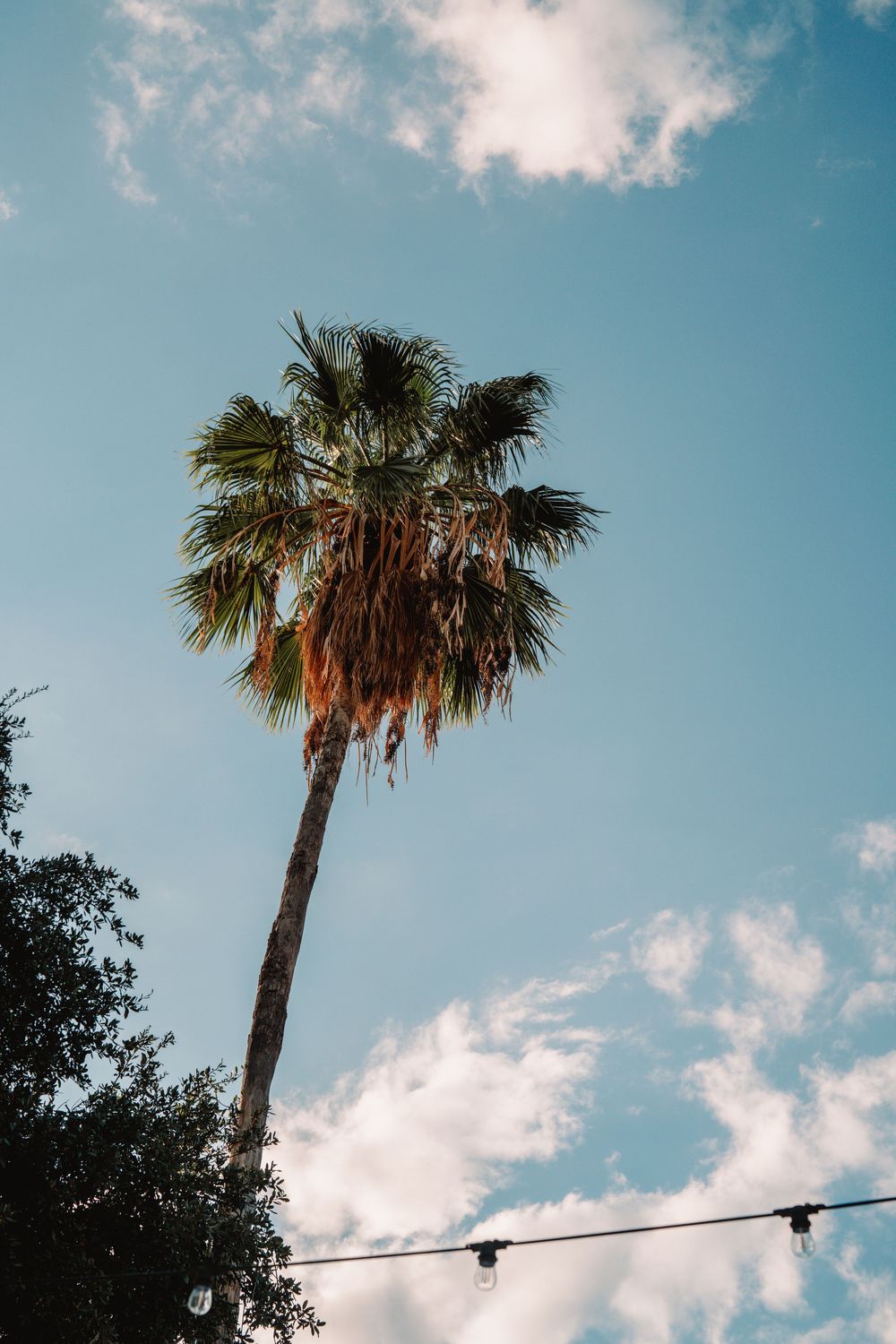 Palm trees sway against a bright blue sky with white fluffy clouds and string lights.