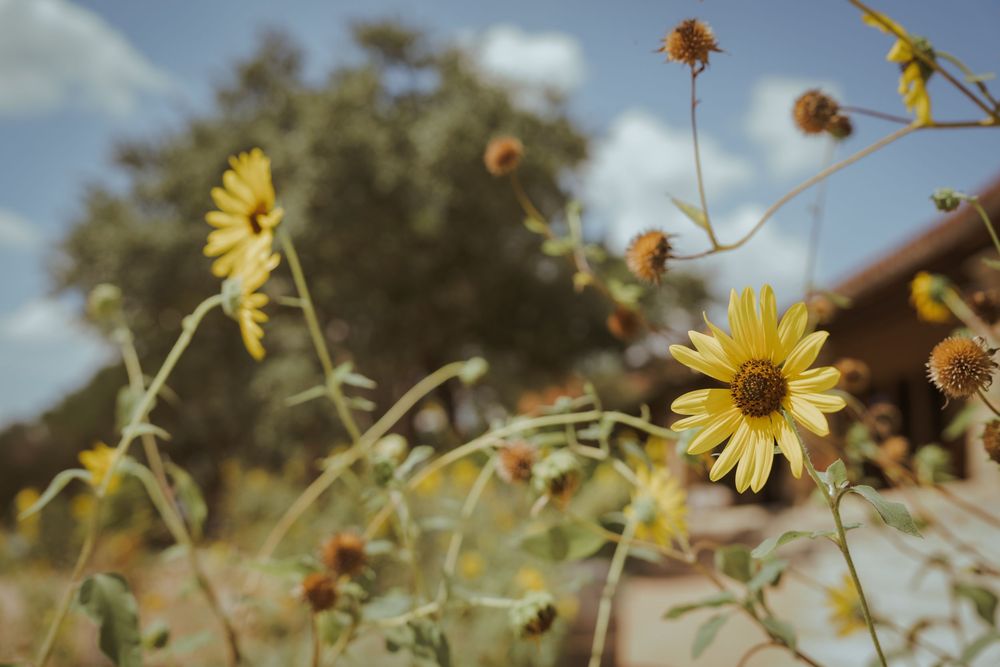 Sunflowers sway in the breeze against a soft-focus natural background.