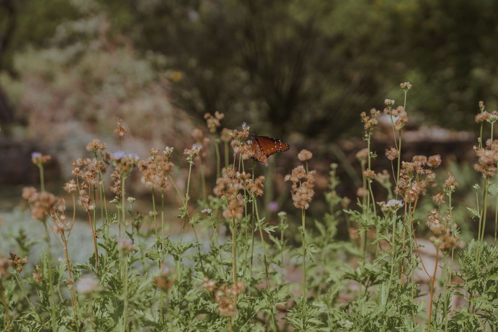 Delicate yellow wildflowers bloom in a natural garden setting against a blurred background.