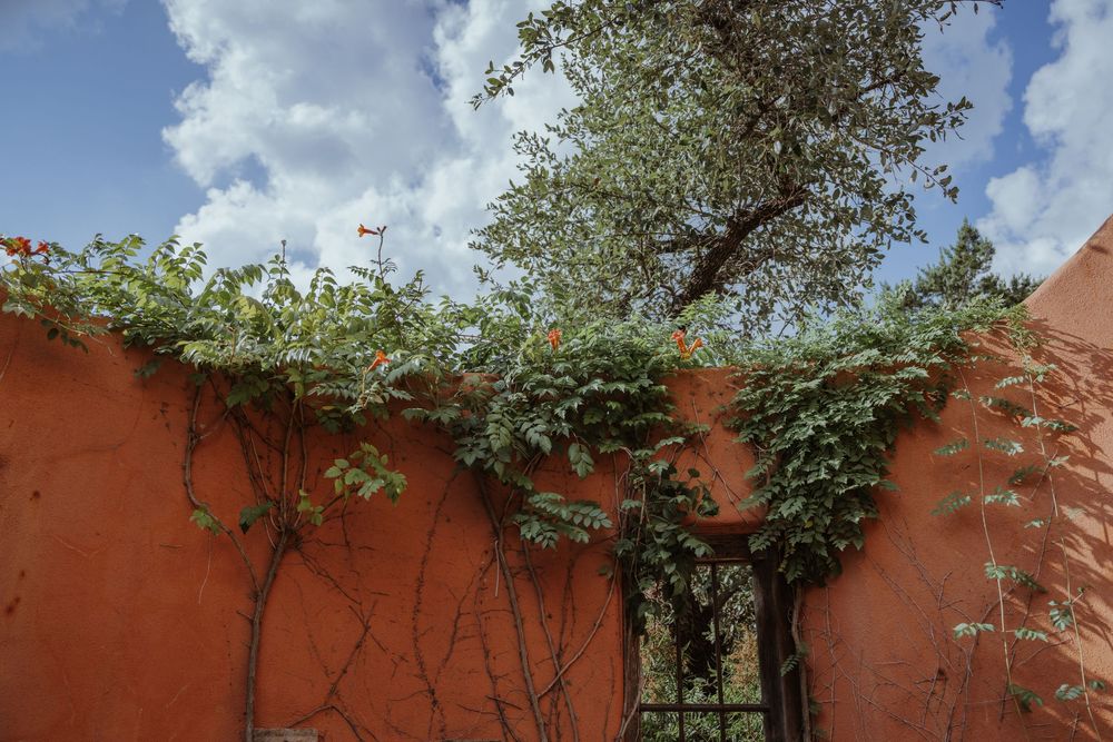 Green vines climb up a terracotta colored wall against bright blue sky.