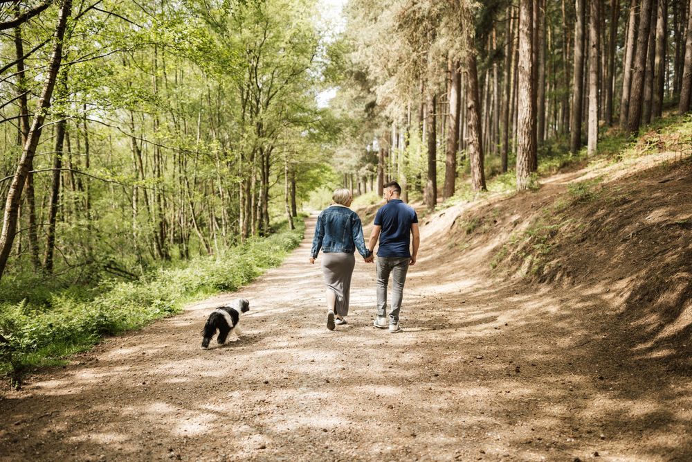 Two people walk their dog along a sunlit forest trail surrounded by tall pine trees and dappled sunlight.