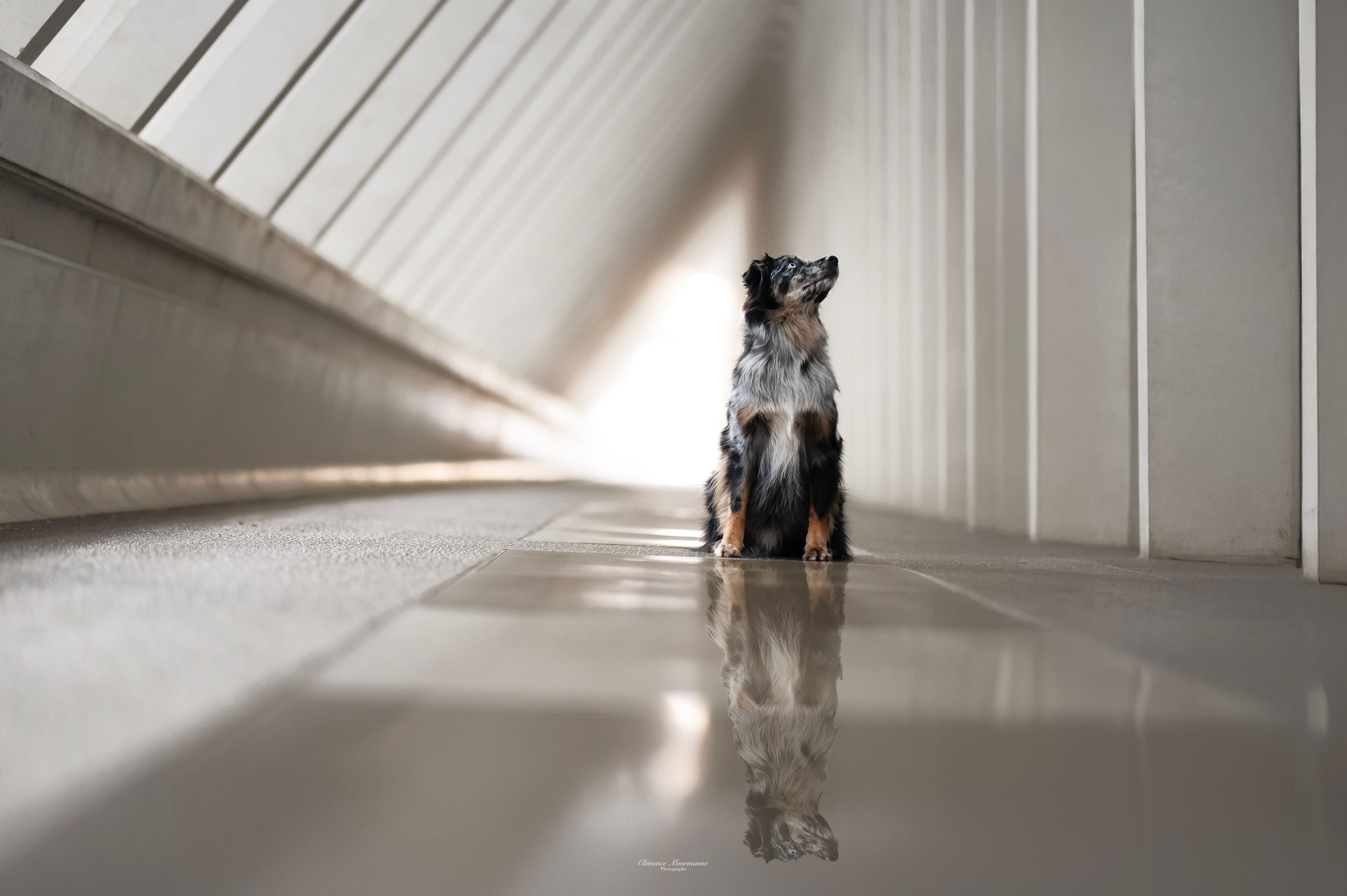 Dog sitting in a minimalist white hallway with curved architectural details and natural lighting.