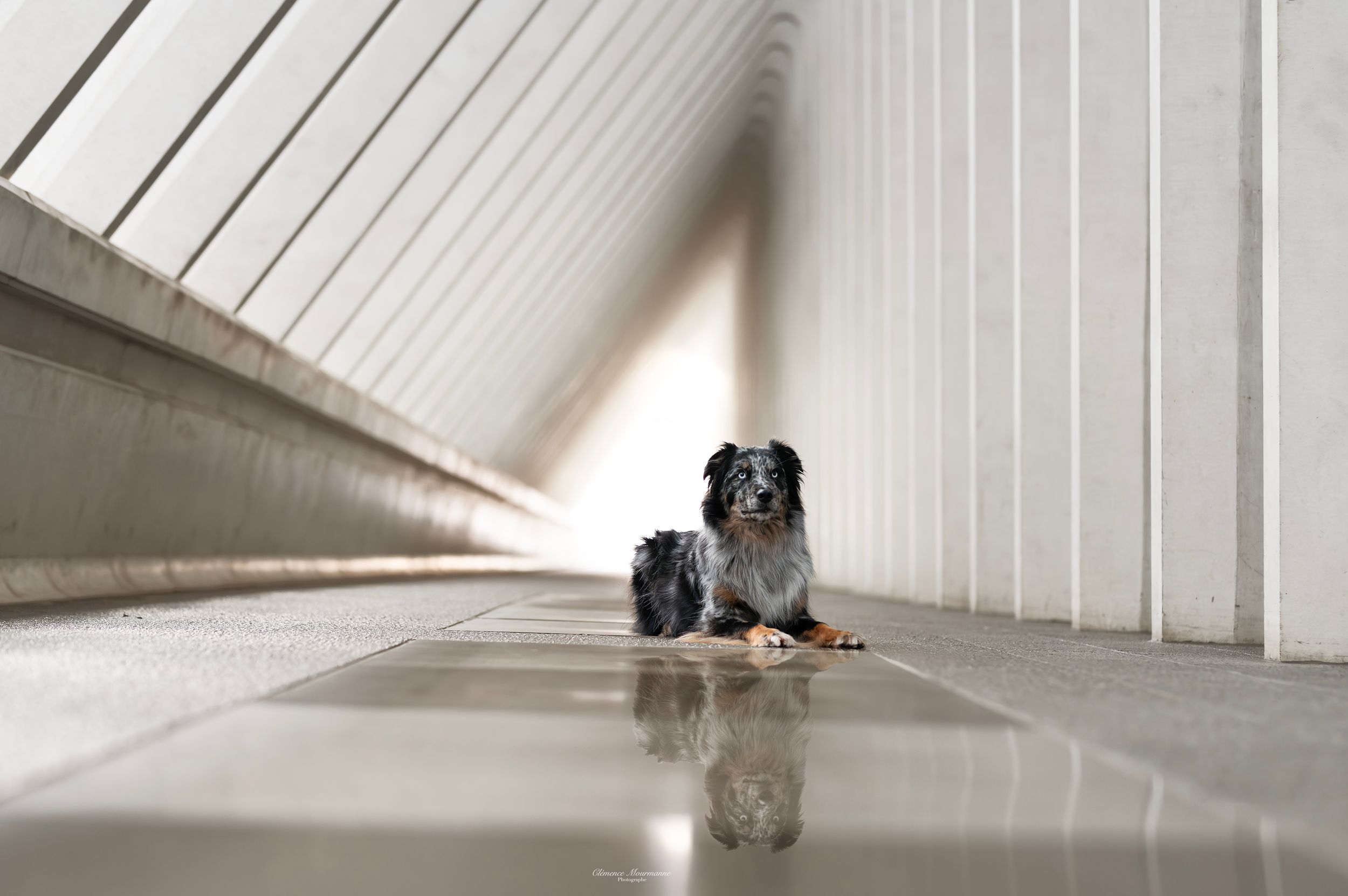 Dog resting in minimalist white corridor with strong directional lighting.
