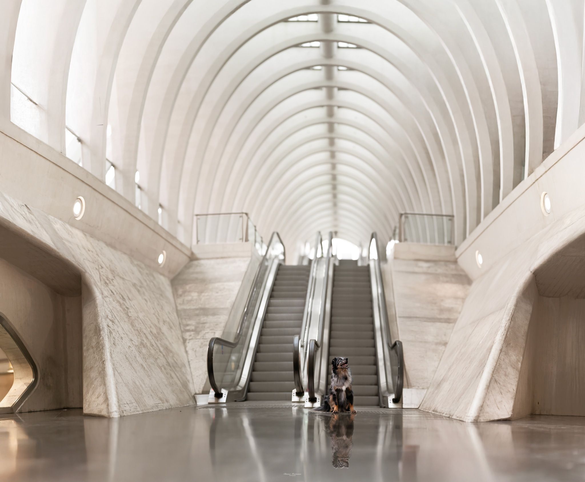 Modern white corridor with curved walls and escalators creating dramatic architectural lines.