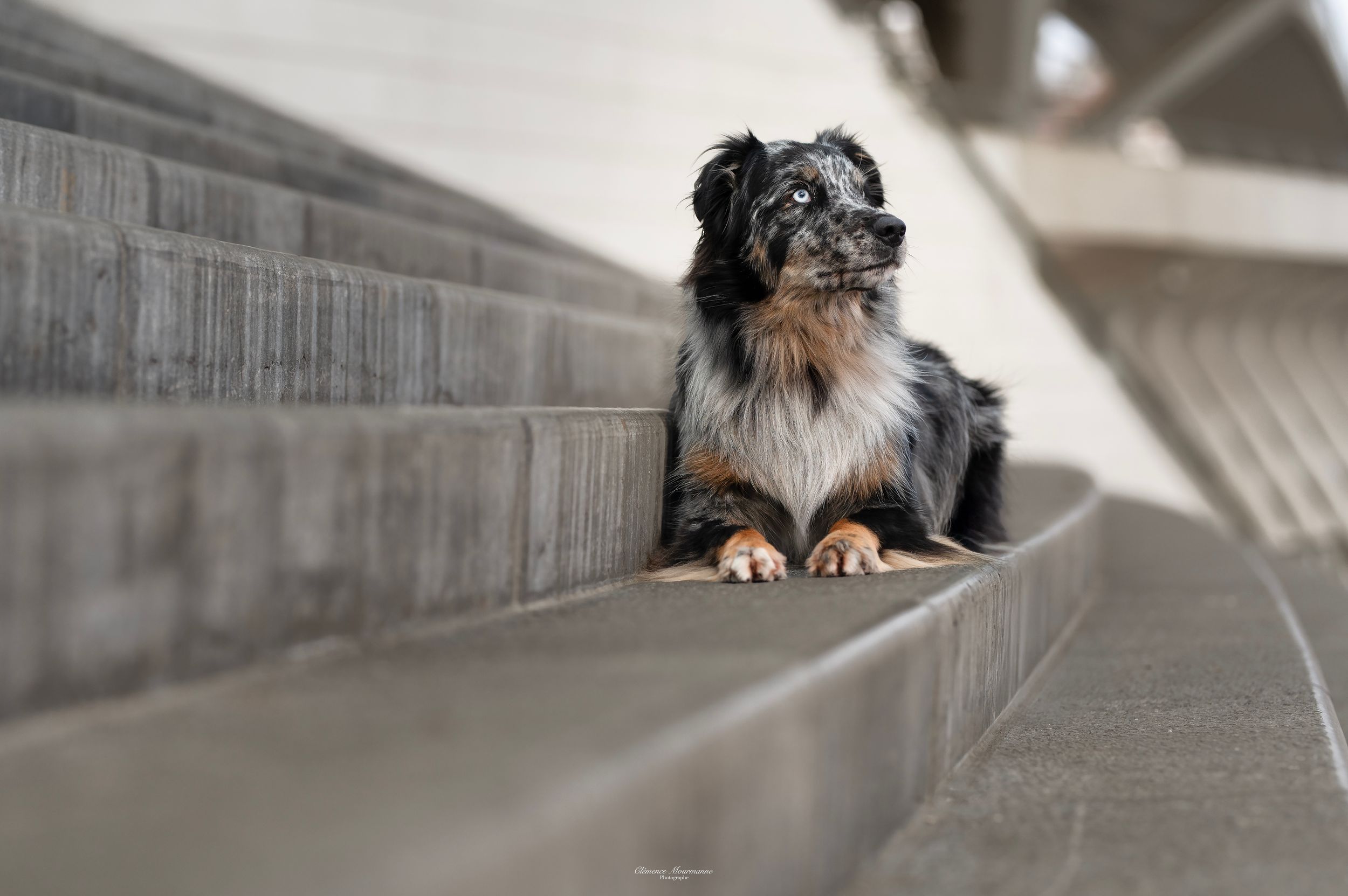 Black and white dog sitting in geometric concrete hallway with dramatic lighting.