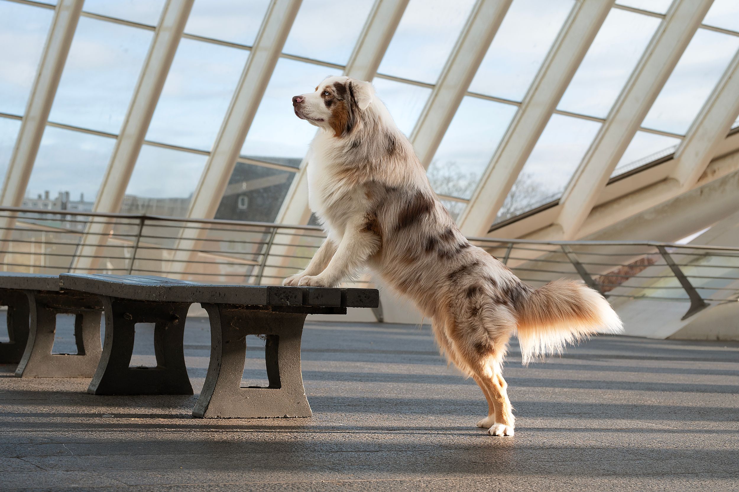 Australian shepherd running through modern architectural space with angled glass ceiling.