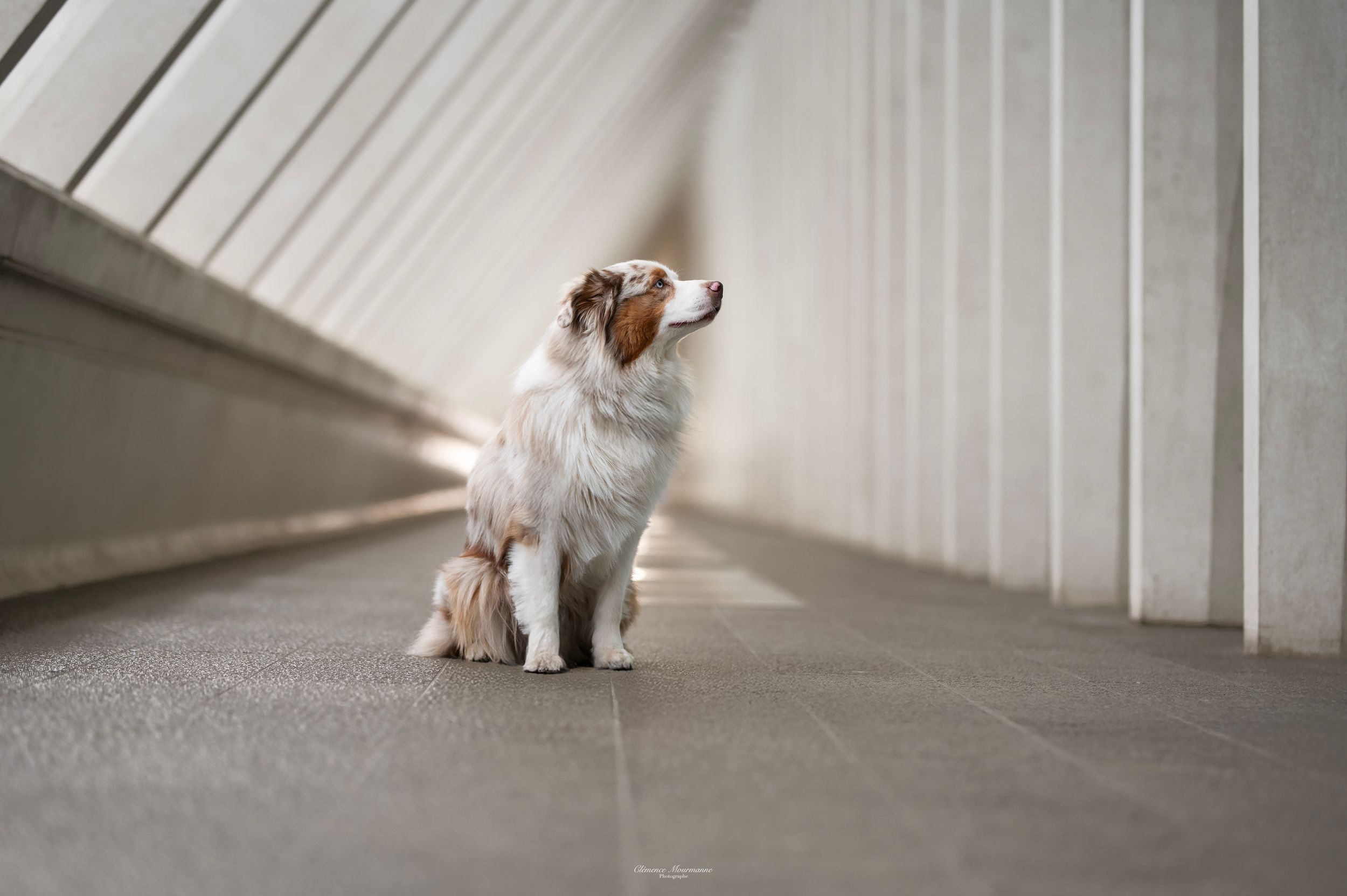 Dog sitting in empty white corridor with vertical wall panels.