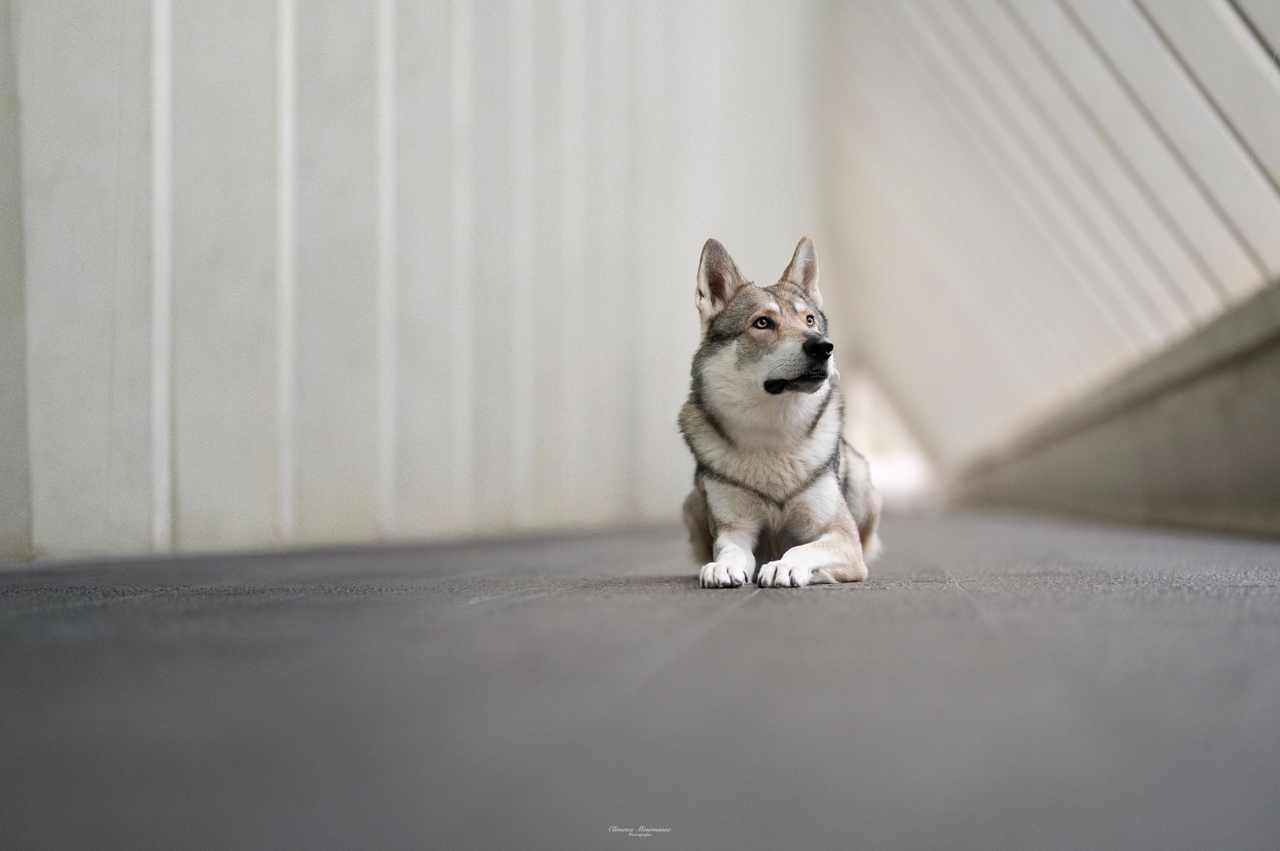 Dog sitting alone in a sleek white curved corridor with modern architectural design.