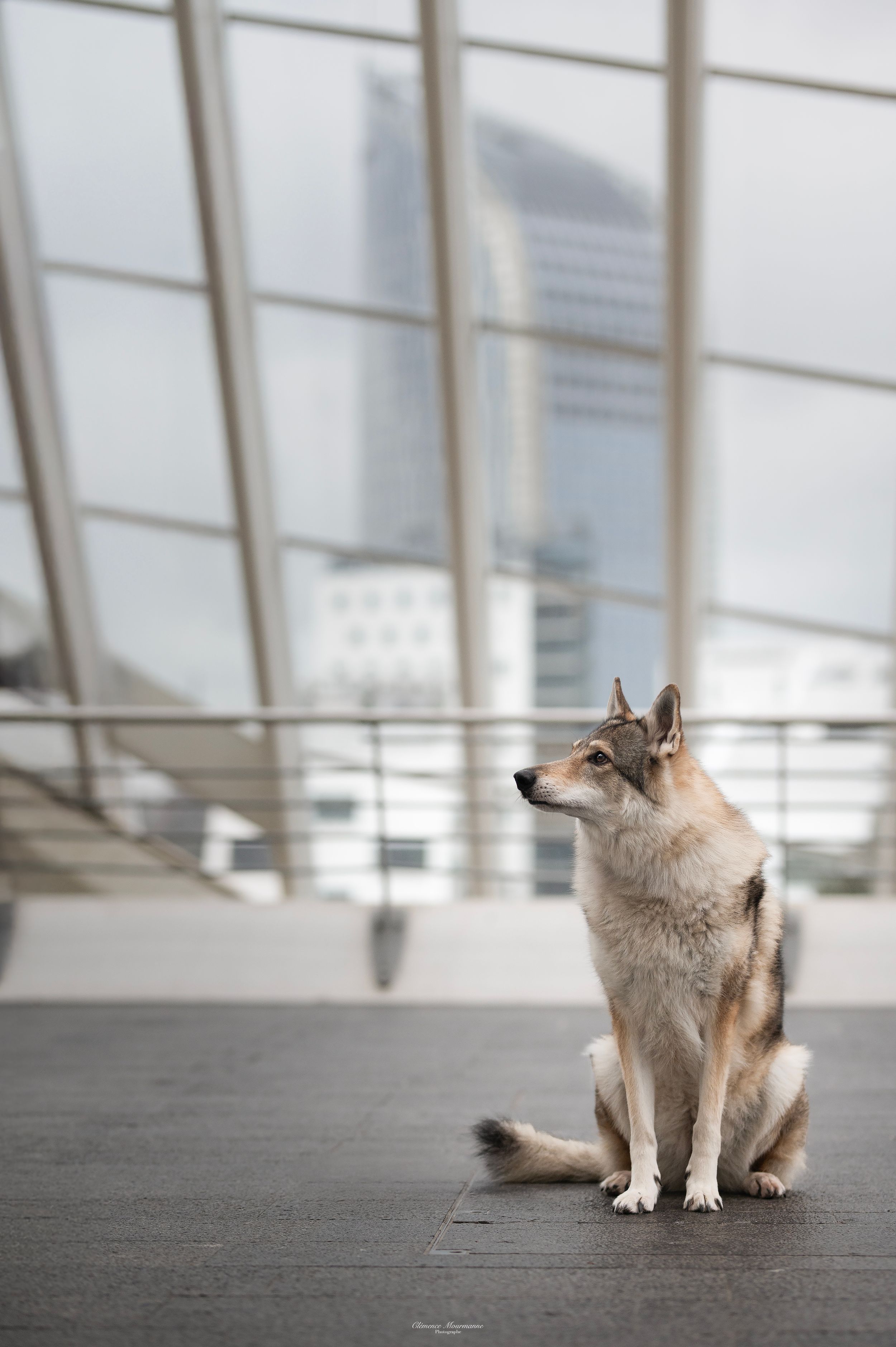 Husky dog sitting attentively in a modern white architectural space with angled windows.