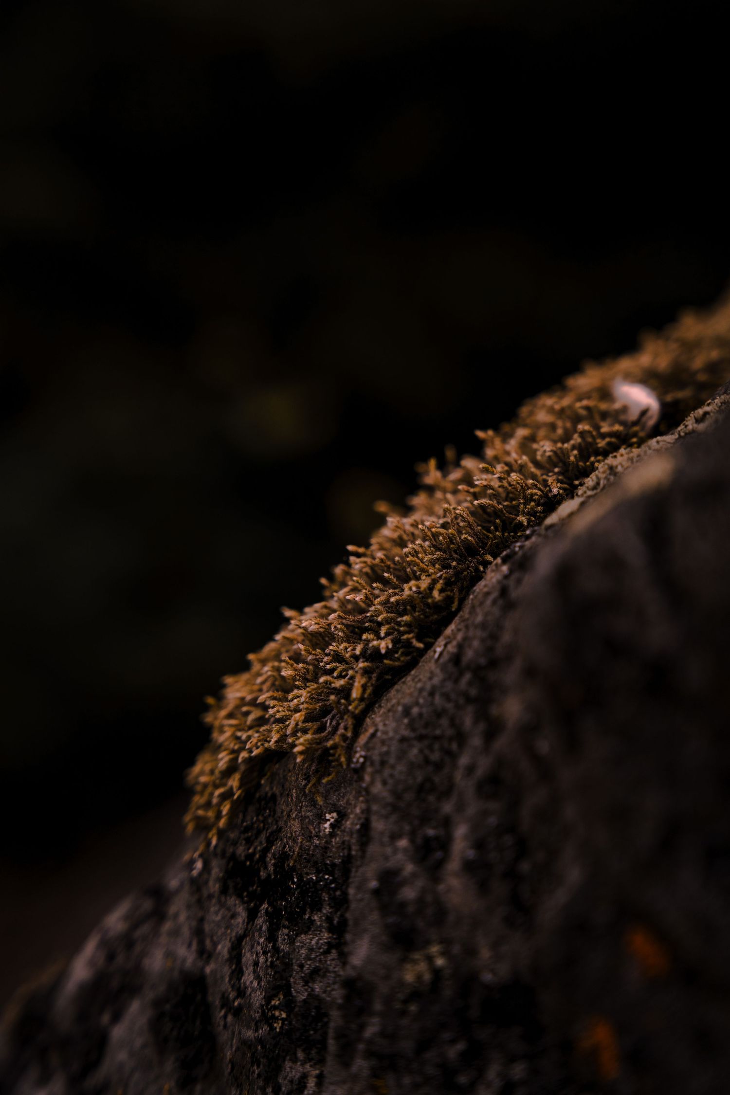 Close-up macro shot of brown moss growing on dark rock surface.