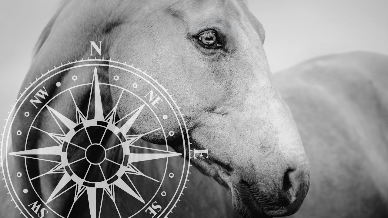 A black and white artistic photo collage of wolves with compass rose designs overlaid in a panoramic format.