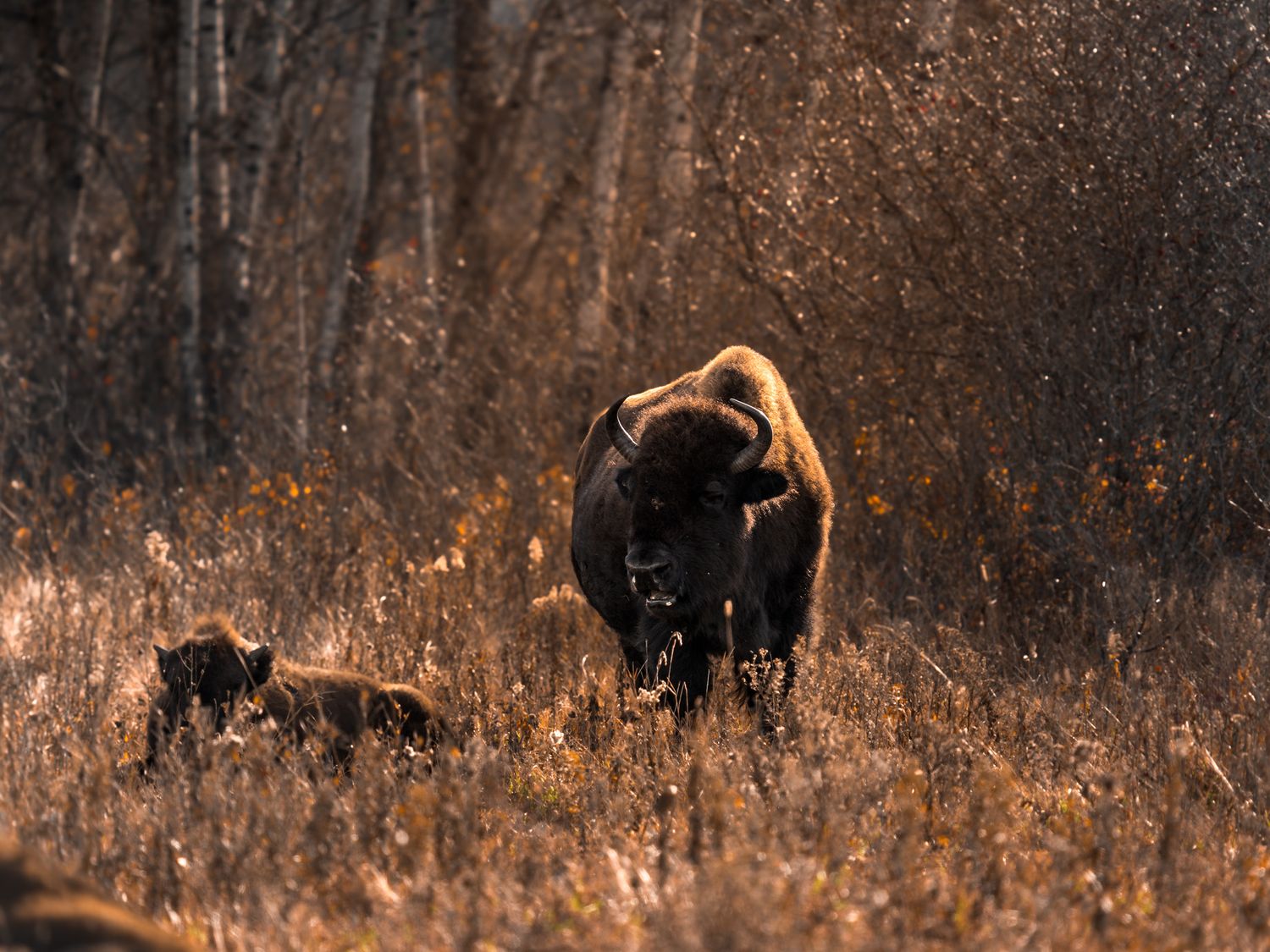 A herd of wild bison grazing in tall brown grass during autumn with trees in the background.