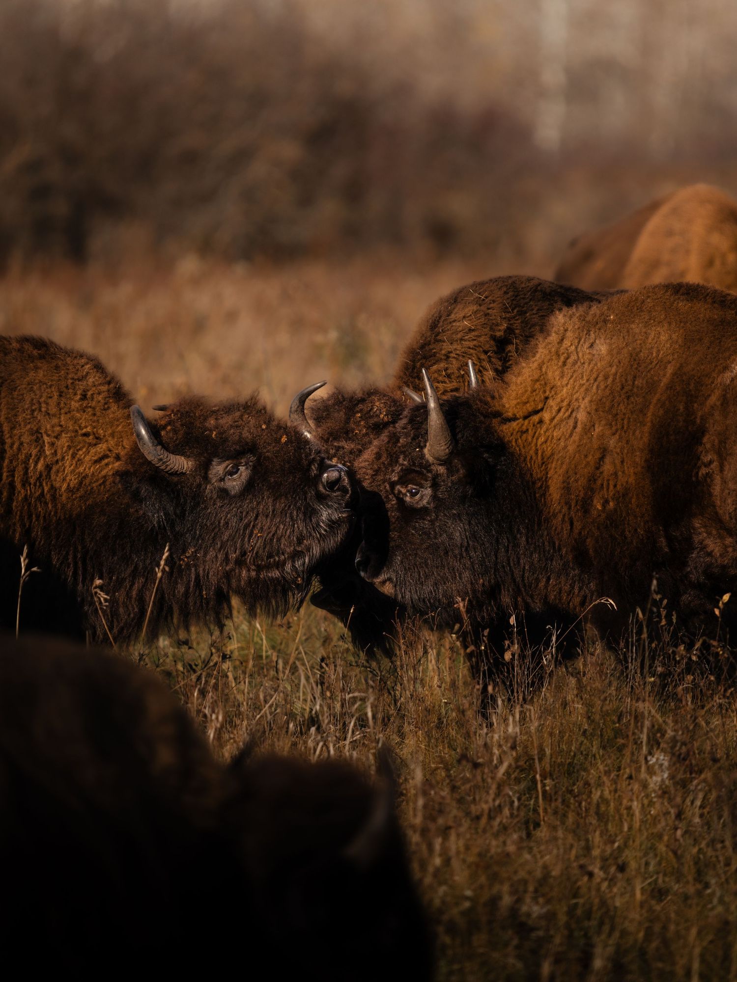 Group of American bison gathered together in autumn grassland.