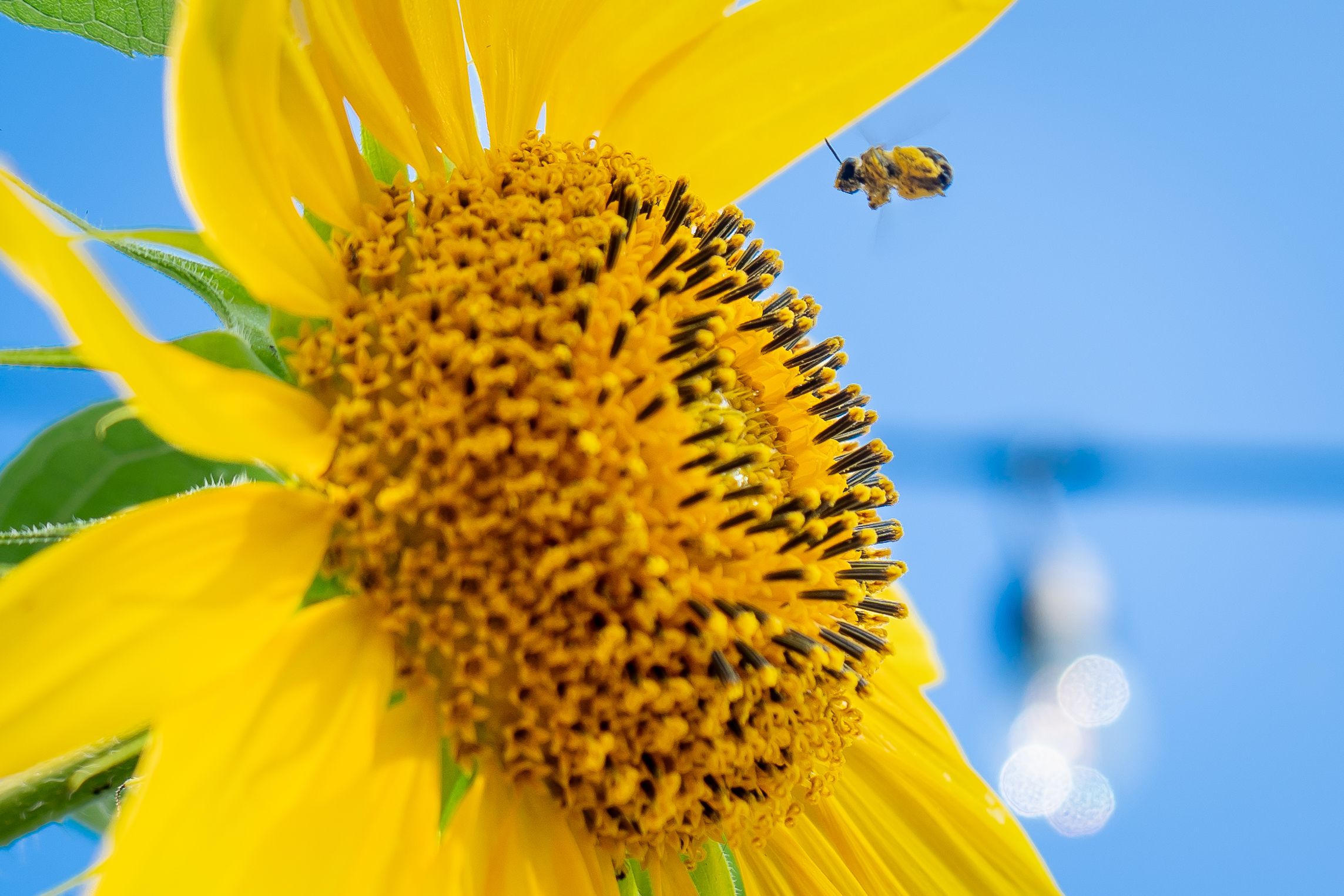 A honey bee approaches a vibrant yellow sunflower against a bright blue sky background.