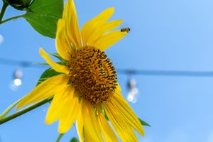 A bright yellow sunflower blooms against a vivid blue sky as a bee approaches to collect nectar.