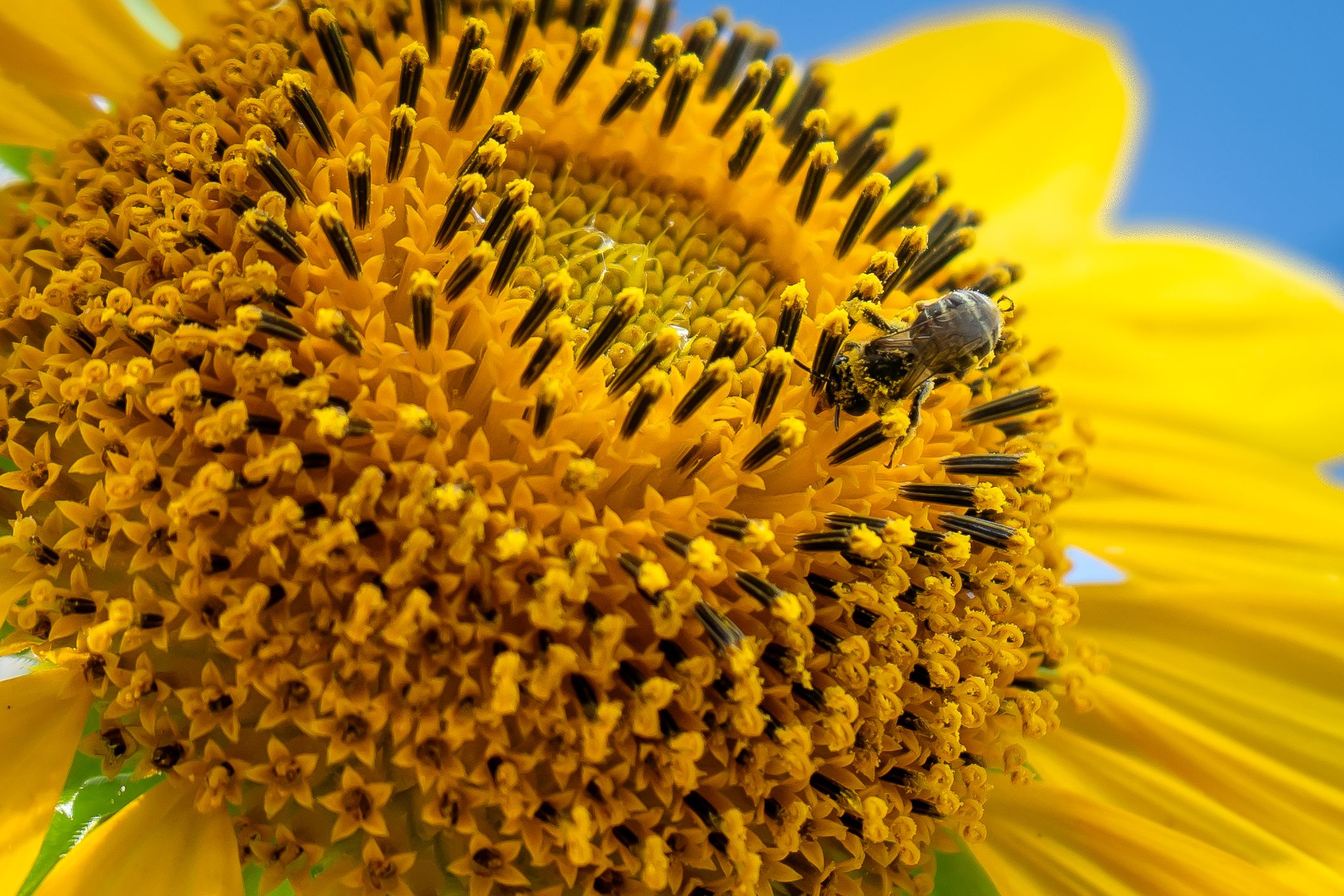 Close-up macro photography shows the intricate pattern and texture of a bright yellow sunflower's center disk florets.