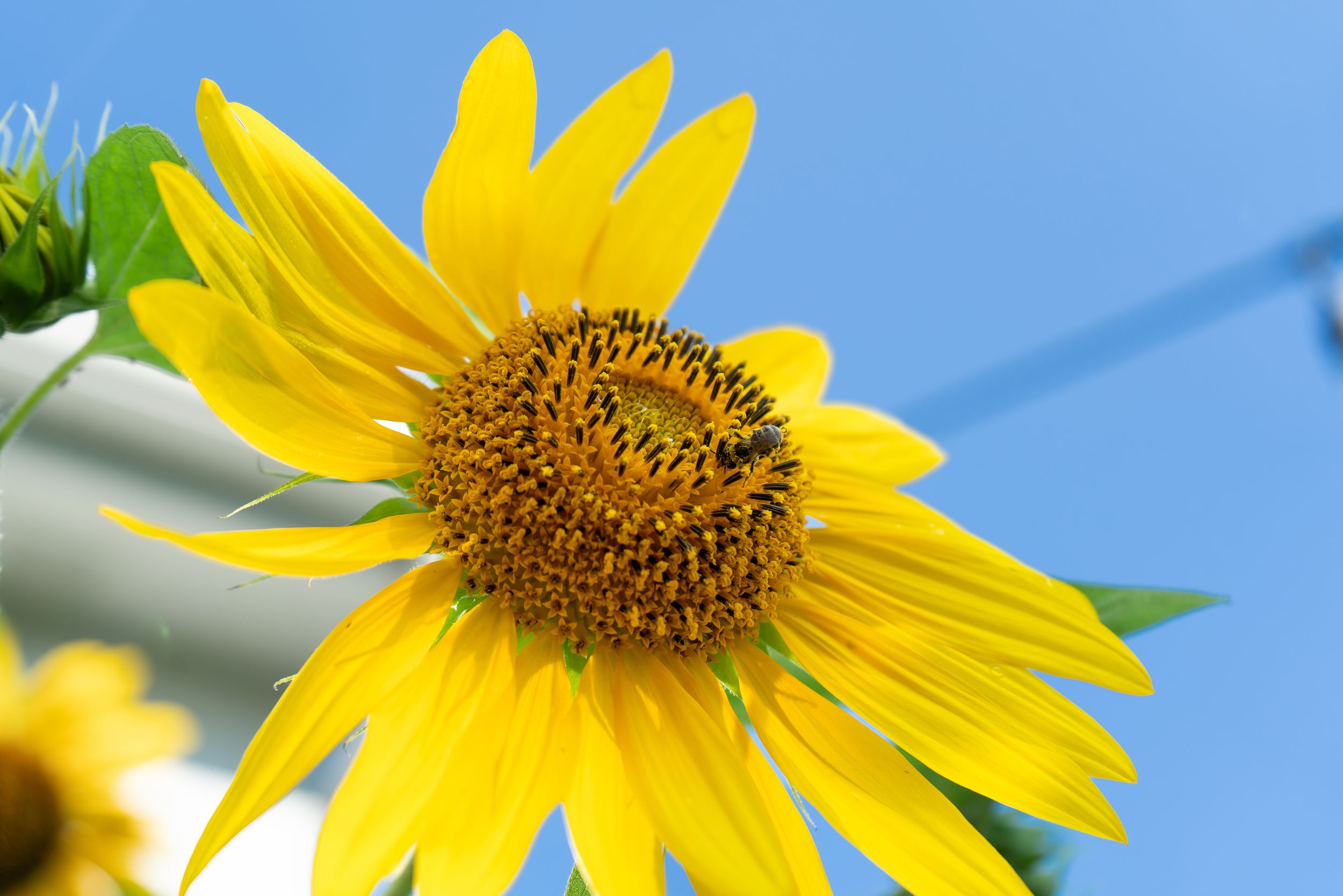 A bright yellow sunflower with a rich brown center blooms against a vivid blue summer sky.