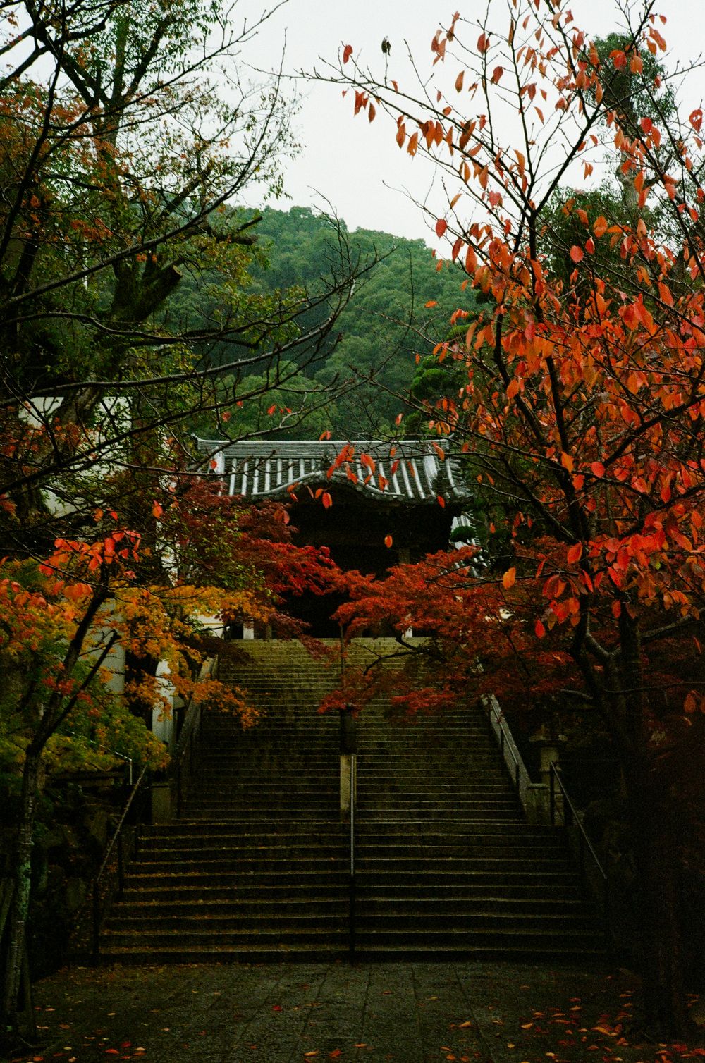 Stone steps lead to a traditional Japanese temple surrounded by vibrant autumn foliage in red and orange colors.