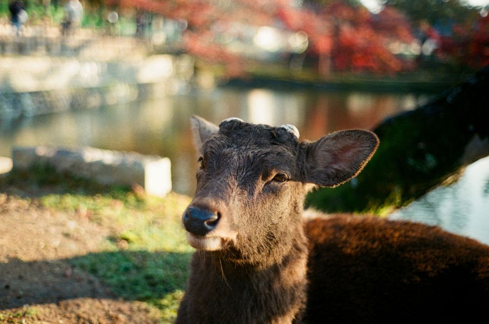 A close-up profile view of a deer's head with soft sunlight illuminating its face and eye against a blurred background.