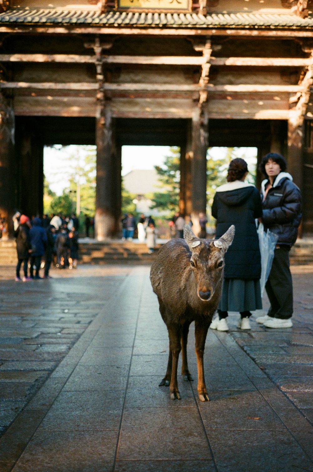 A deer stands on stone pavement at Nara Park in Japan as visitors gather in the background.