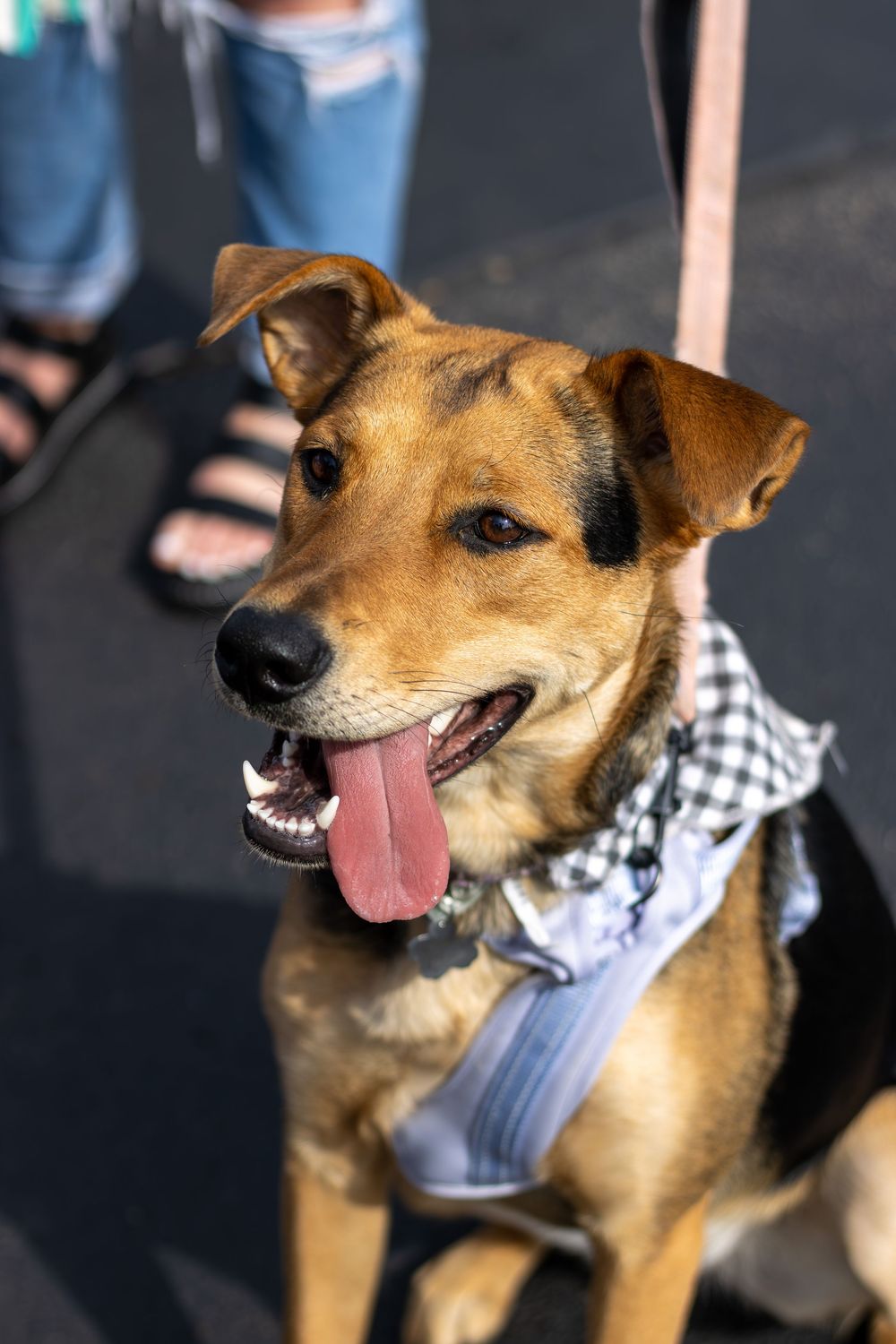 A happy brown dog wearing a black and white checkered bandana shows different playful expressions in a series of photos.