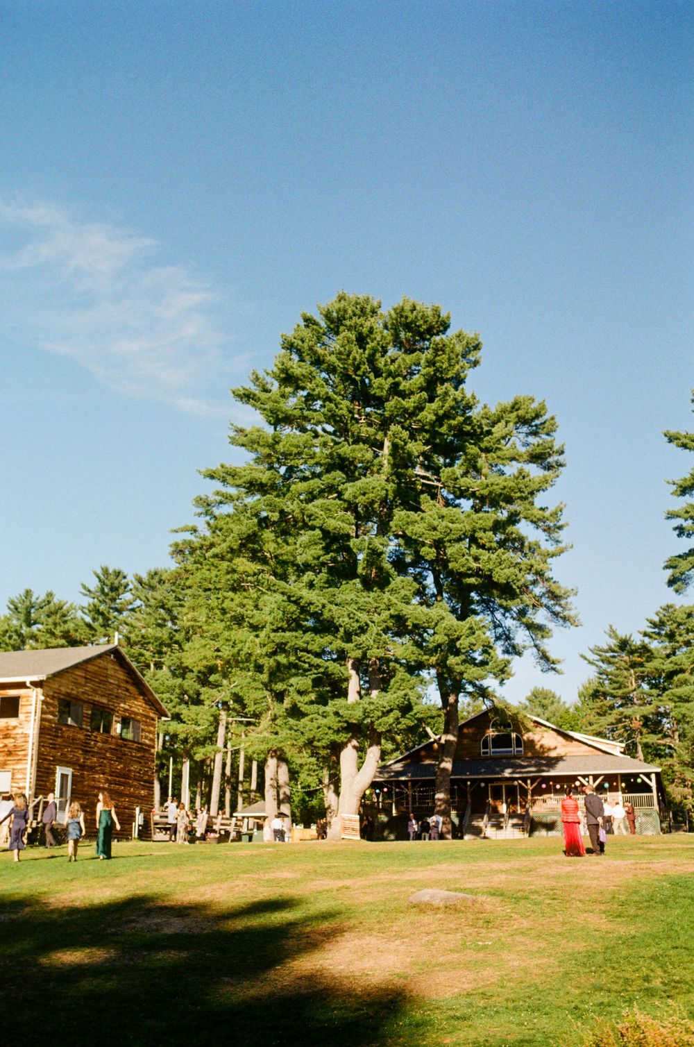 In the distance there is a big tree and underneath wedding guests party and celebrate the couple right after their ceremony in Oxford, Maine