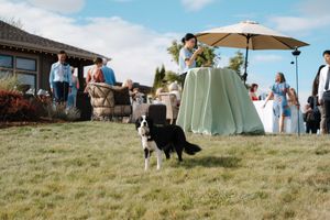 A border collie dog plays on a grassy lawn during an outdoor event with tables and umbrellas.