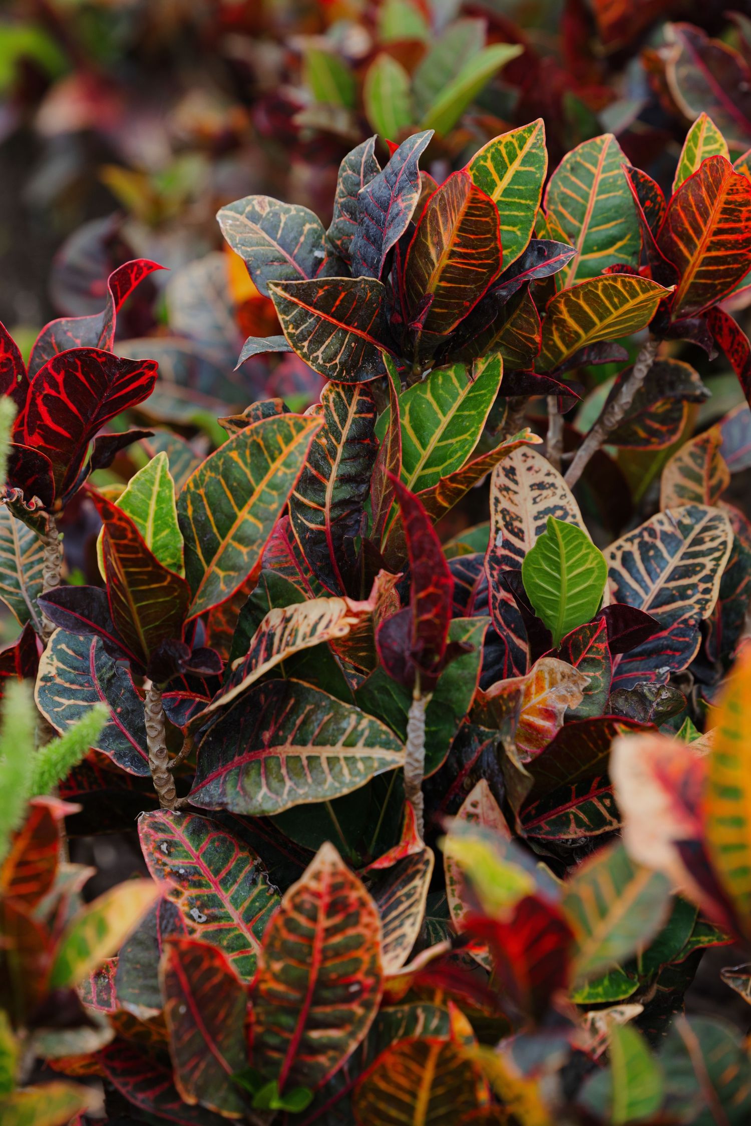 Plant life outside BallenIsles Country Club during a wedding photographed by Ohio photographer Tom Forrest.