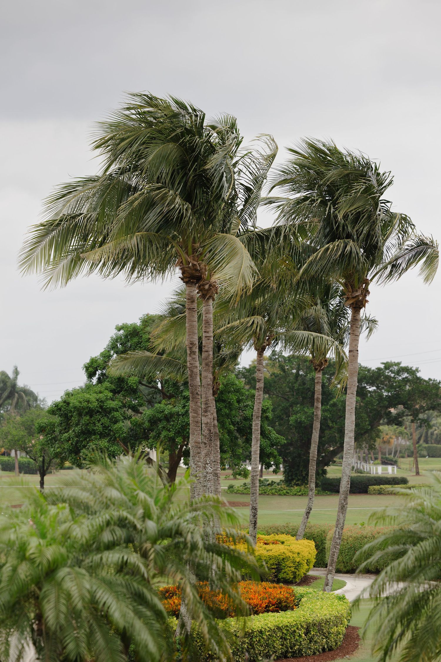 Palm trees on the grounds of BallenIsles Country Club during a wedding photographed by Ohio photographer Tom Forrest.