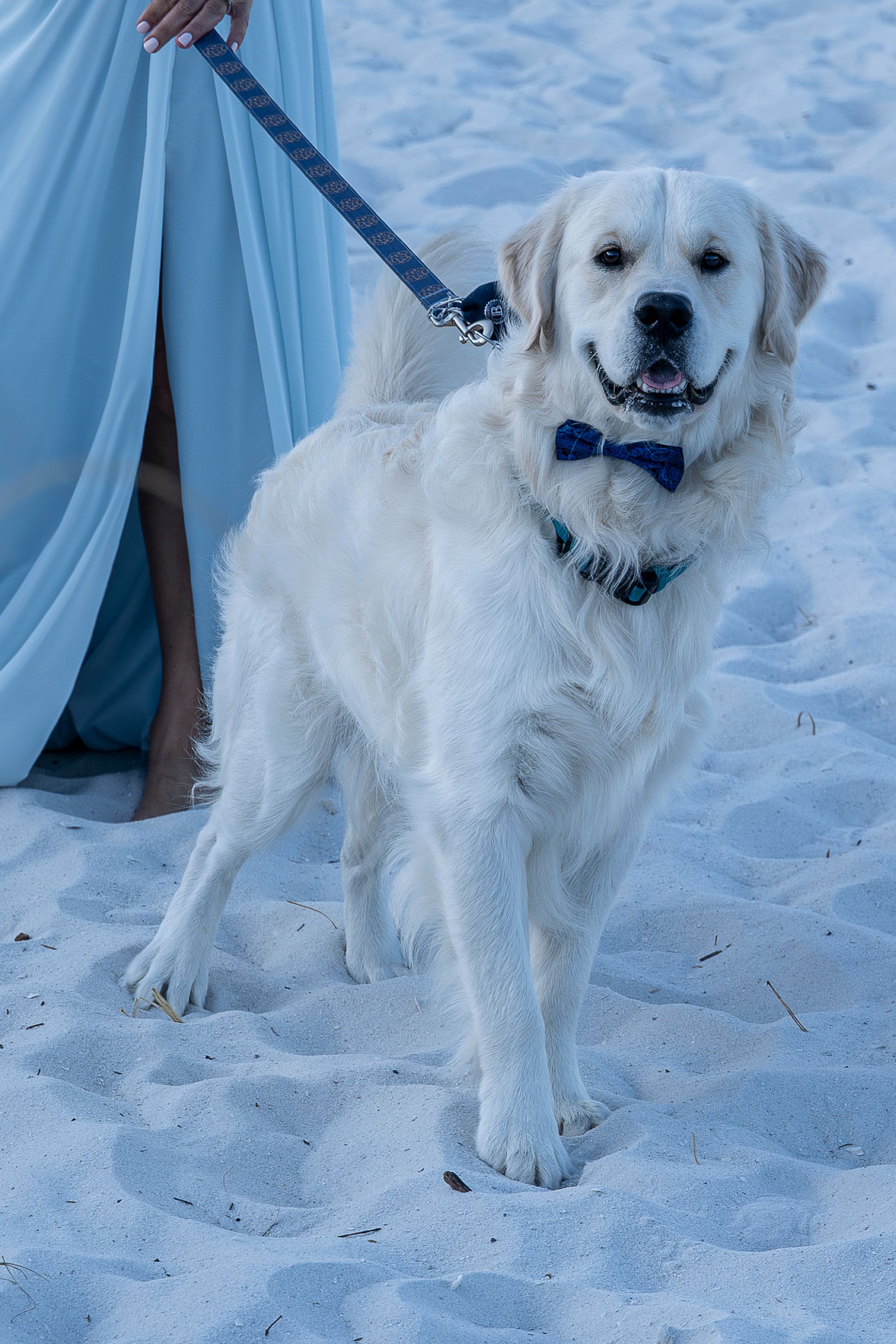 White dog wearing a navy blue bow tie poses on sandy beach against light blue backdrop.