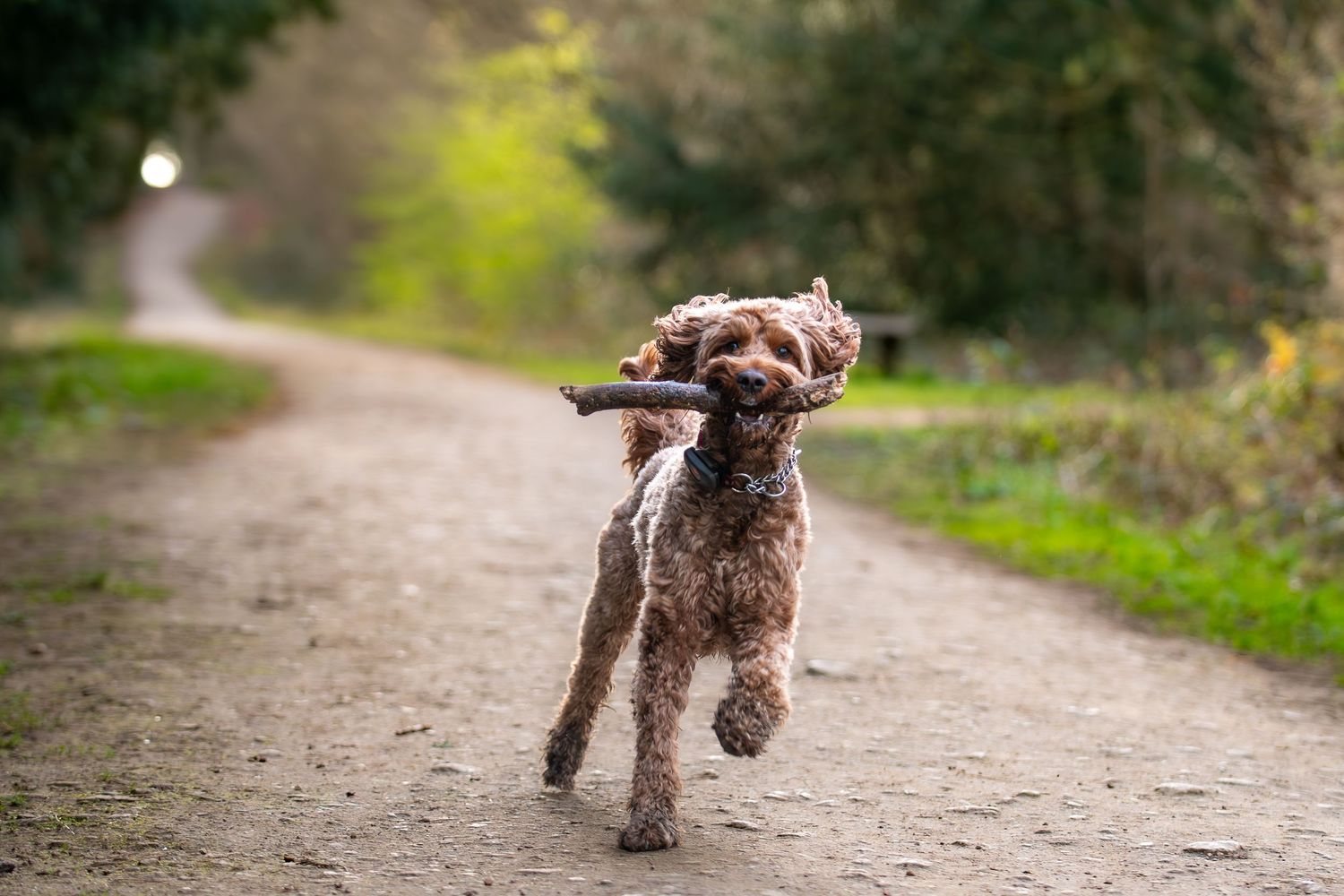 Brown poodles running playfully along a dirt path through a wooded area.