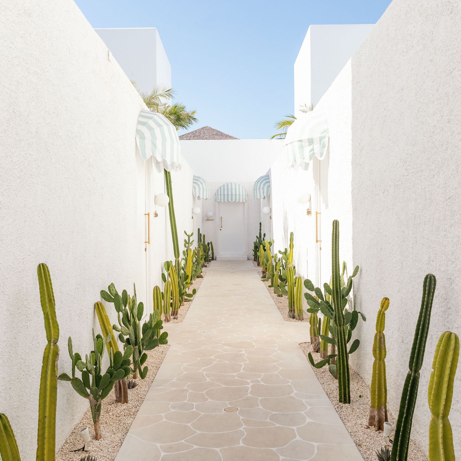 Travel photograph of a white stucco walkway lined with tall green cactus plants under blue sky in Bali.