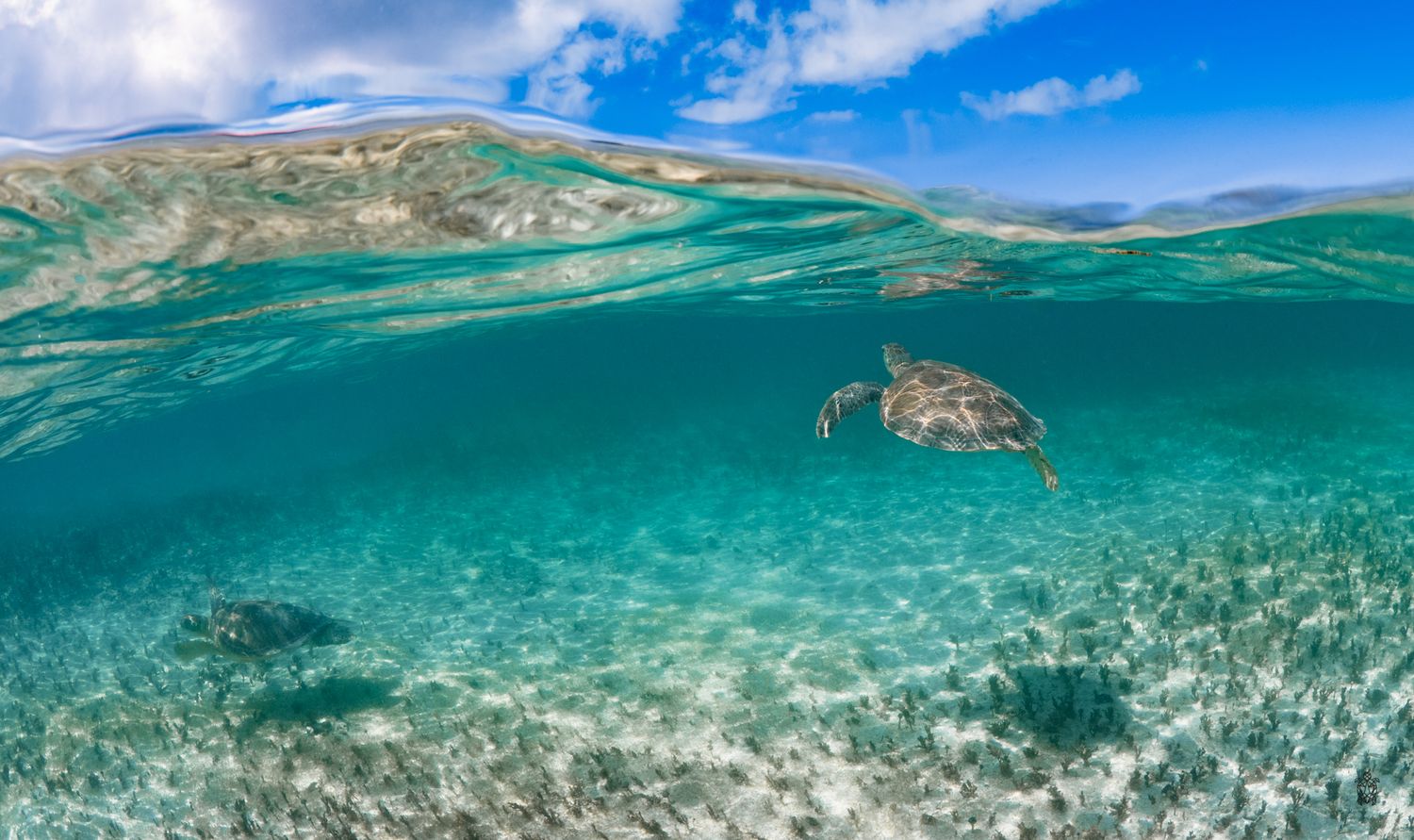 Split-shot photography of crystal clear waters meeting blue sky with underwater reef visible.