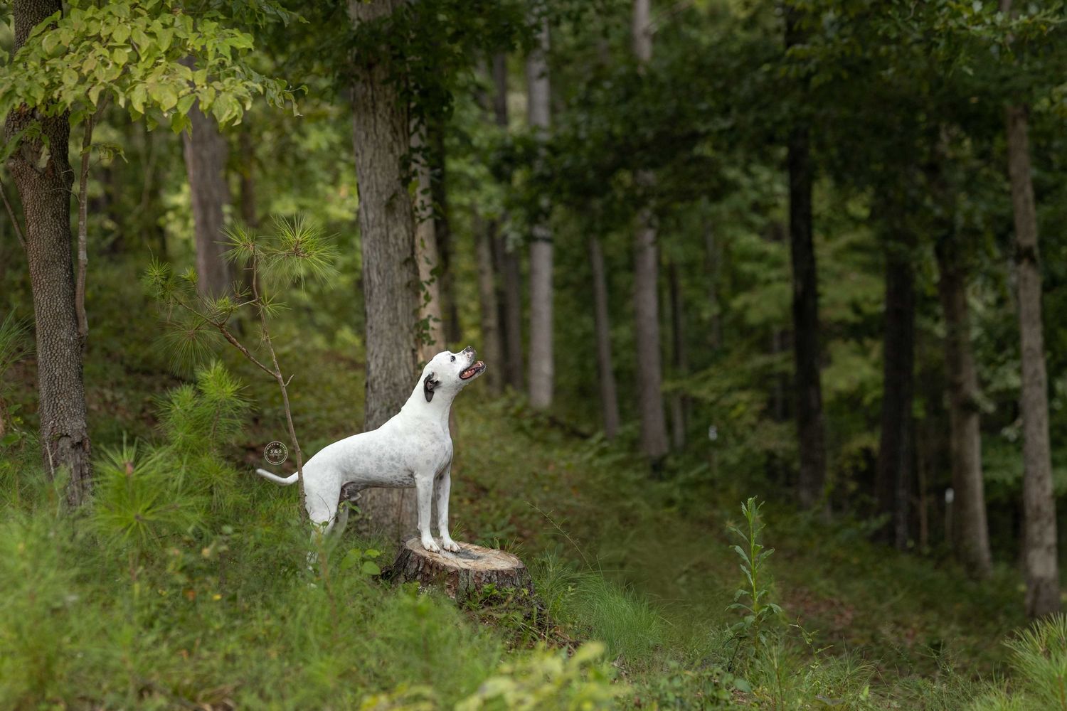 White dog standing on fallen log in lush green forest path looking upward attentively.